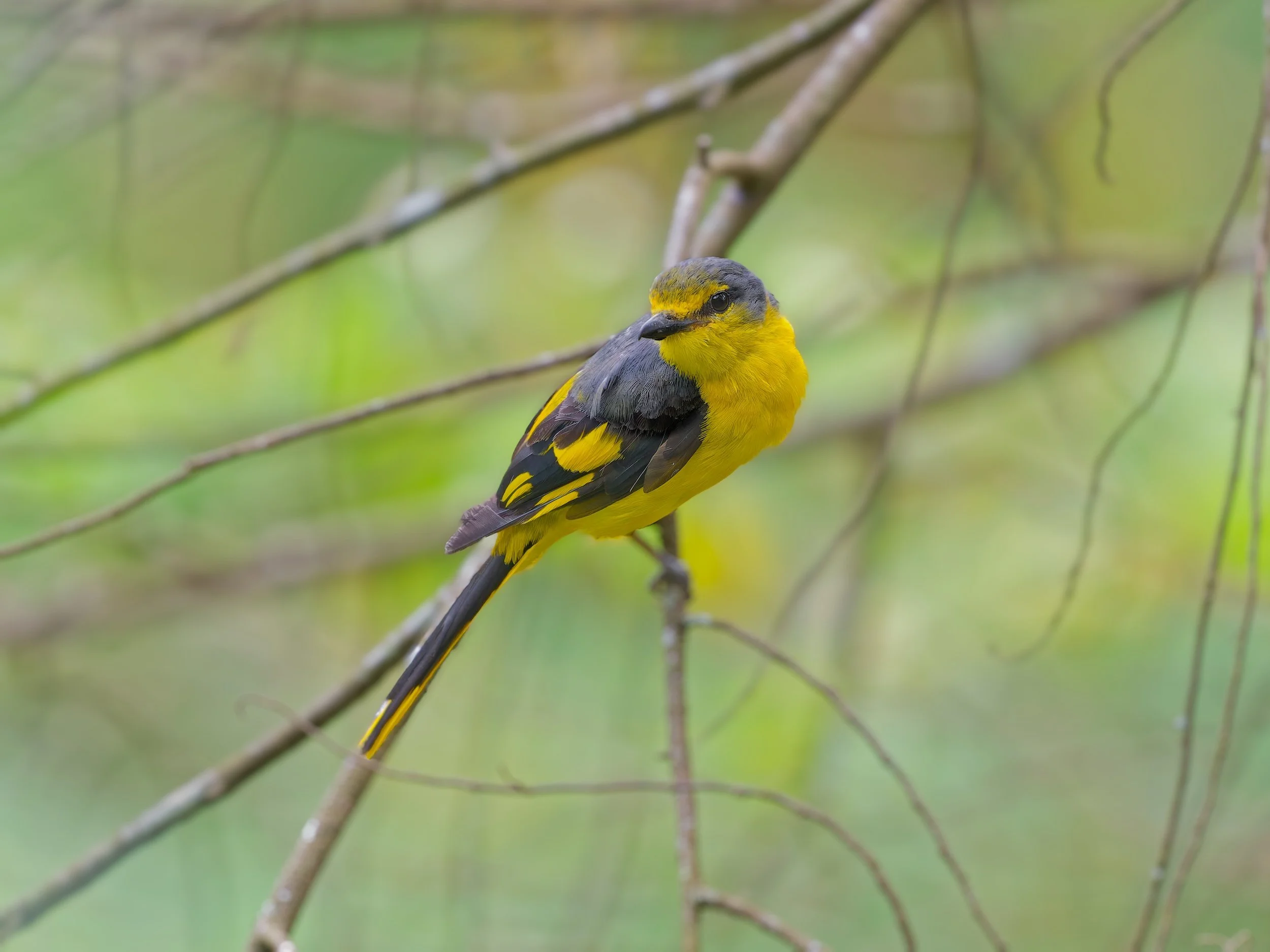 birds