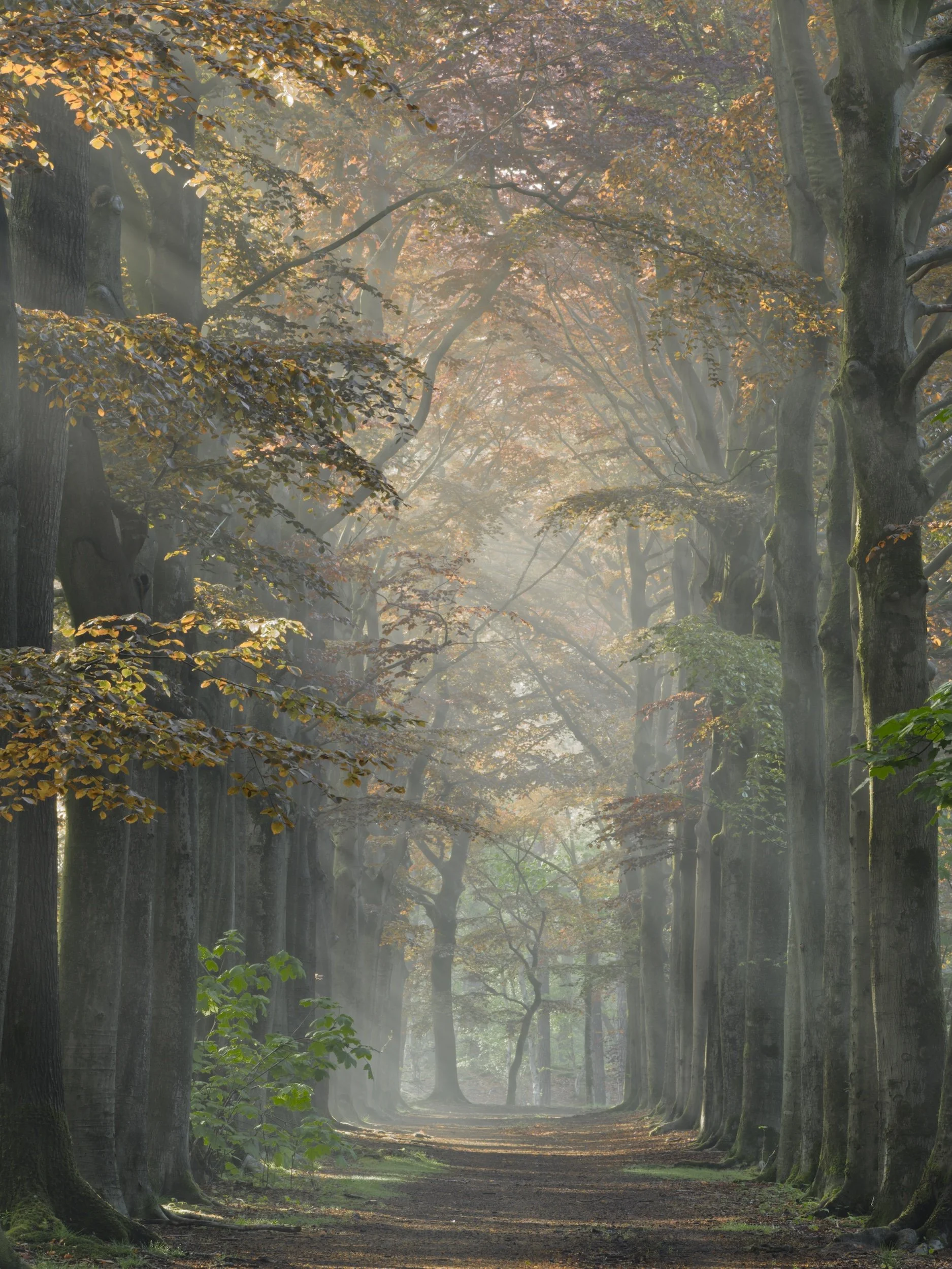 woodscape