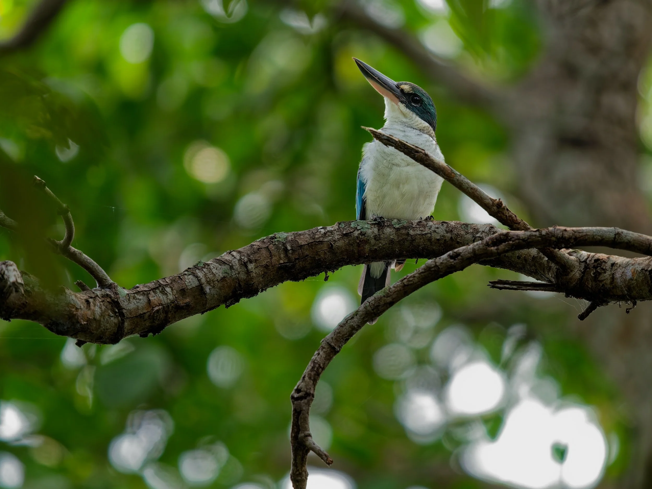 recent work  Collared Kingfisher