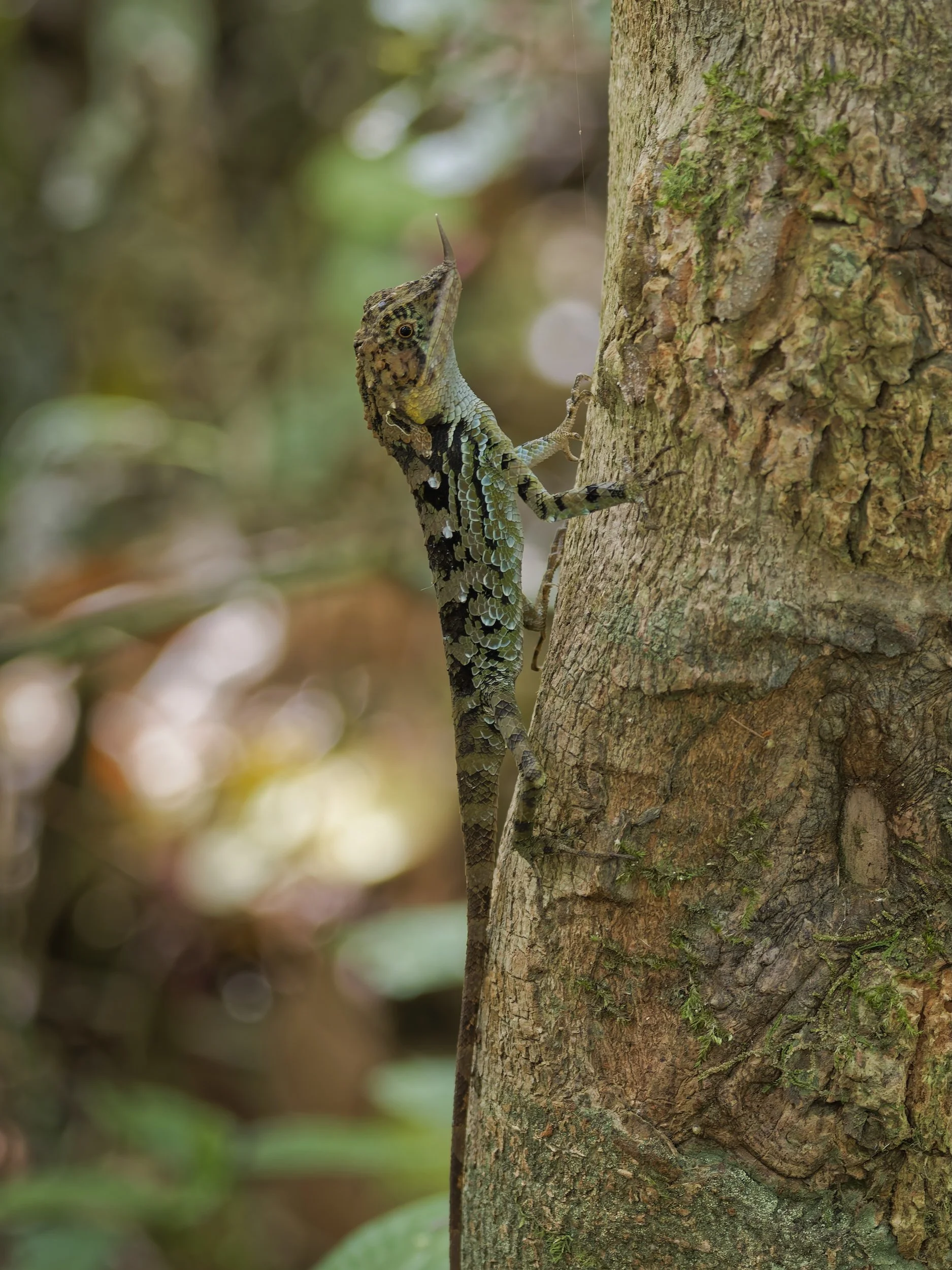 Wildlife