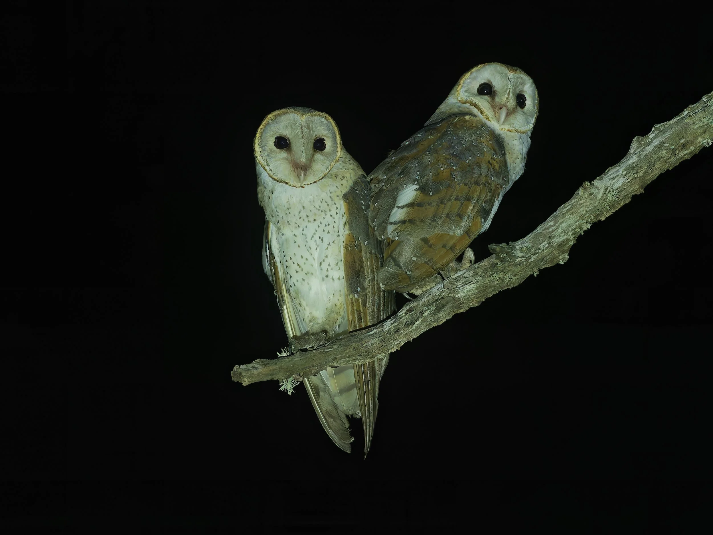 birds Asian barn owl