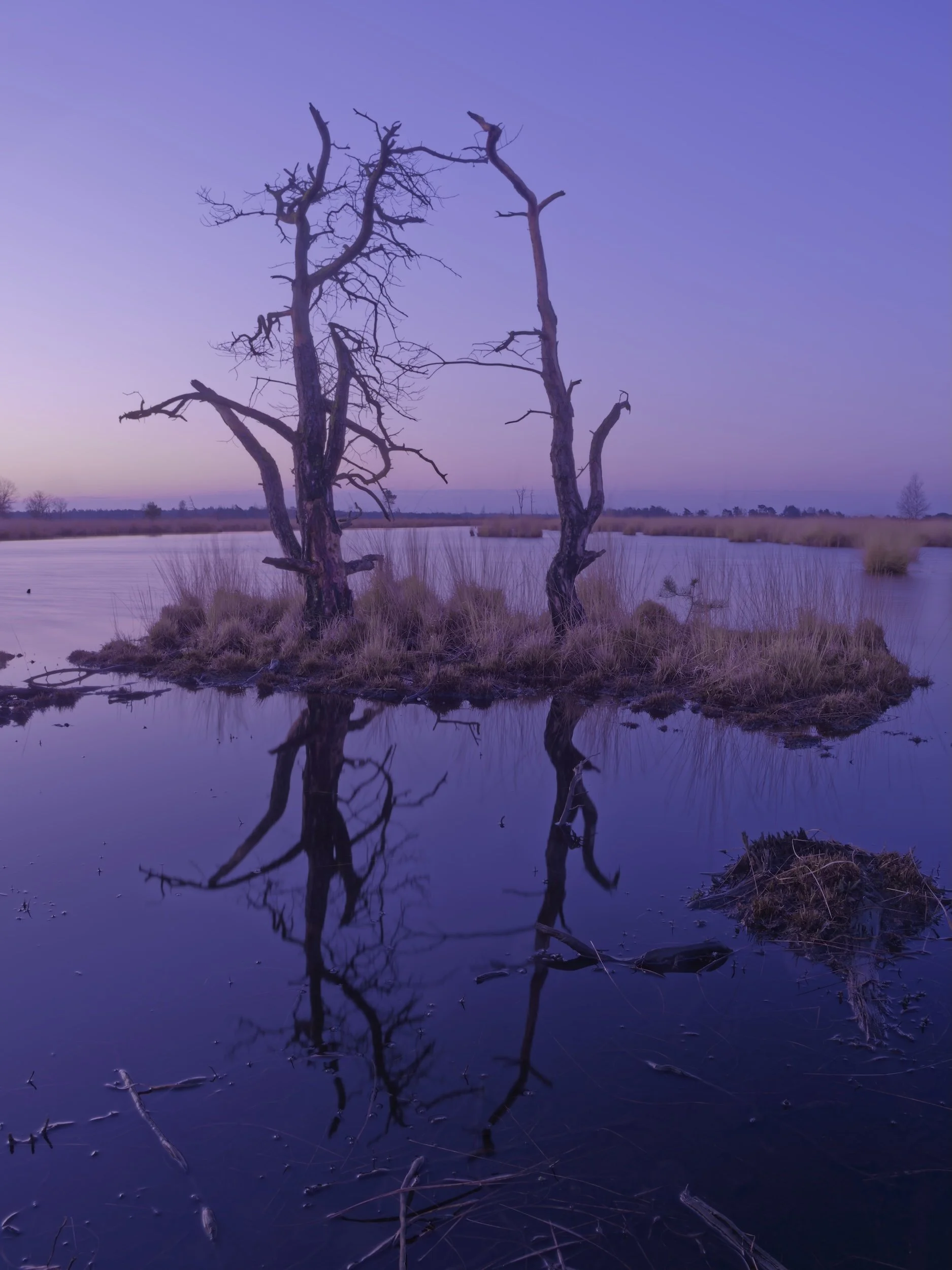 Kalmthoutse heide
