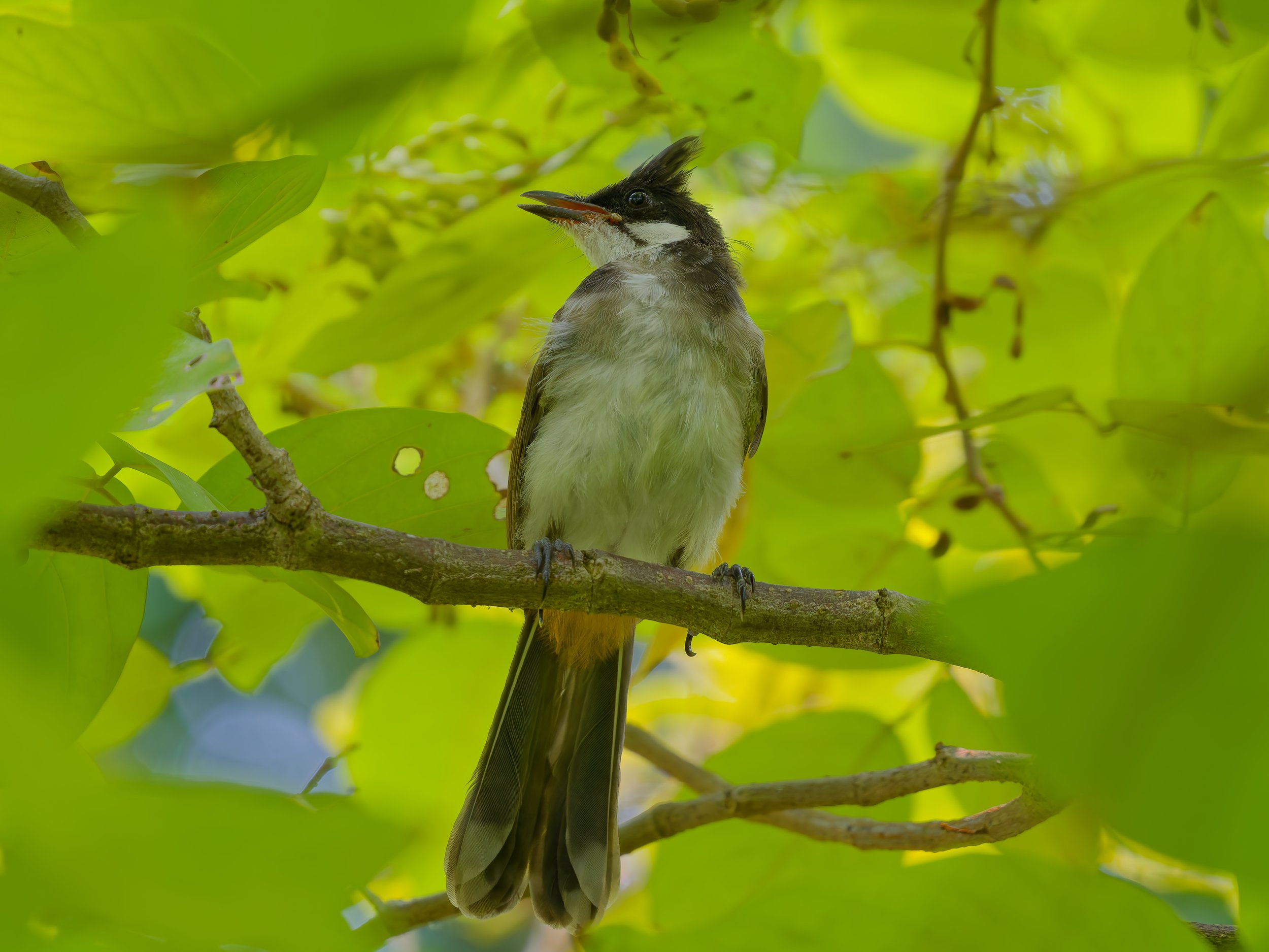 recent work  Red-whiskered bulbul 