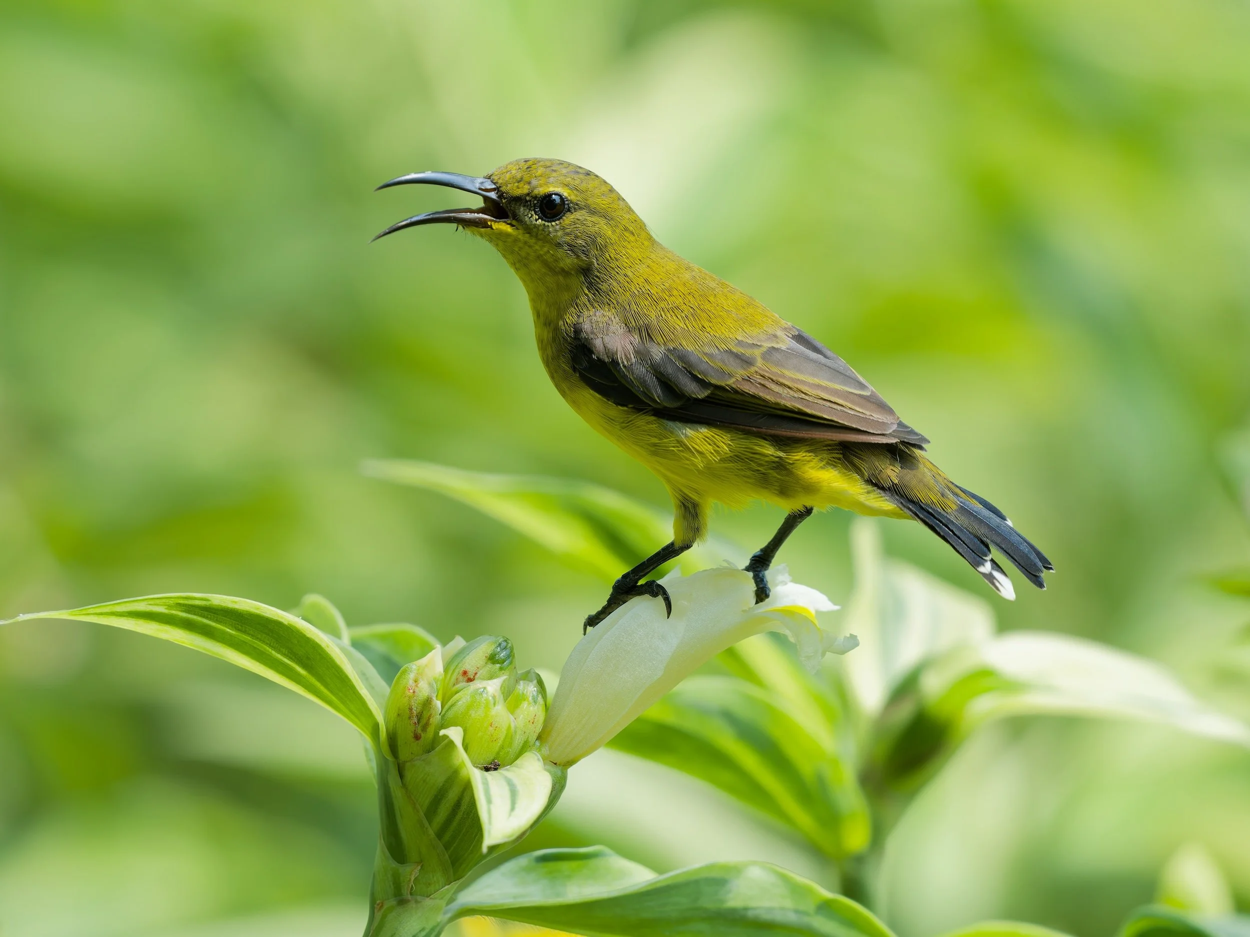 recent work  Olive-backed Sunbird