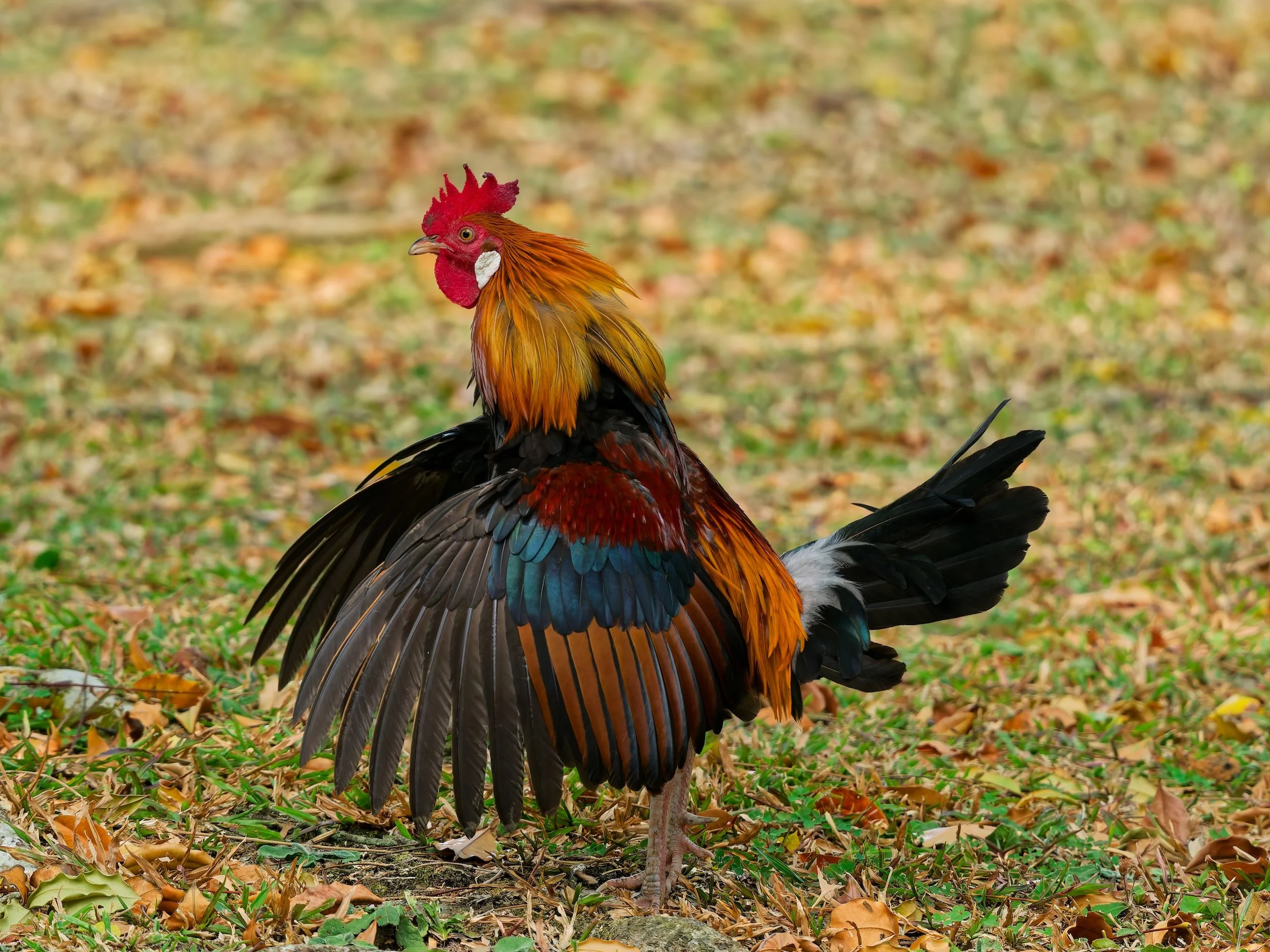 birds 
Red Junglefowl