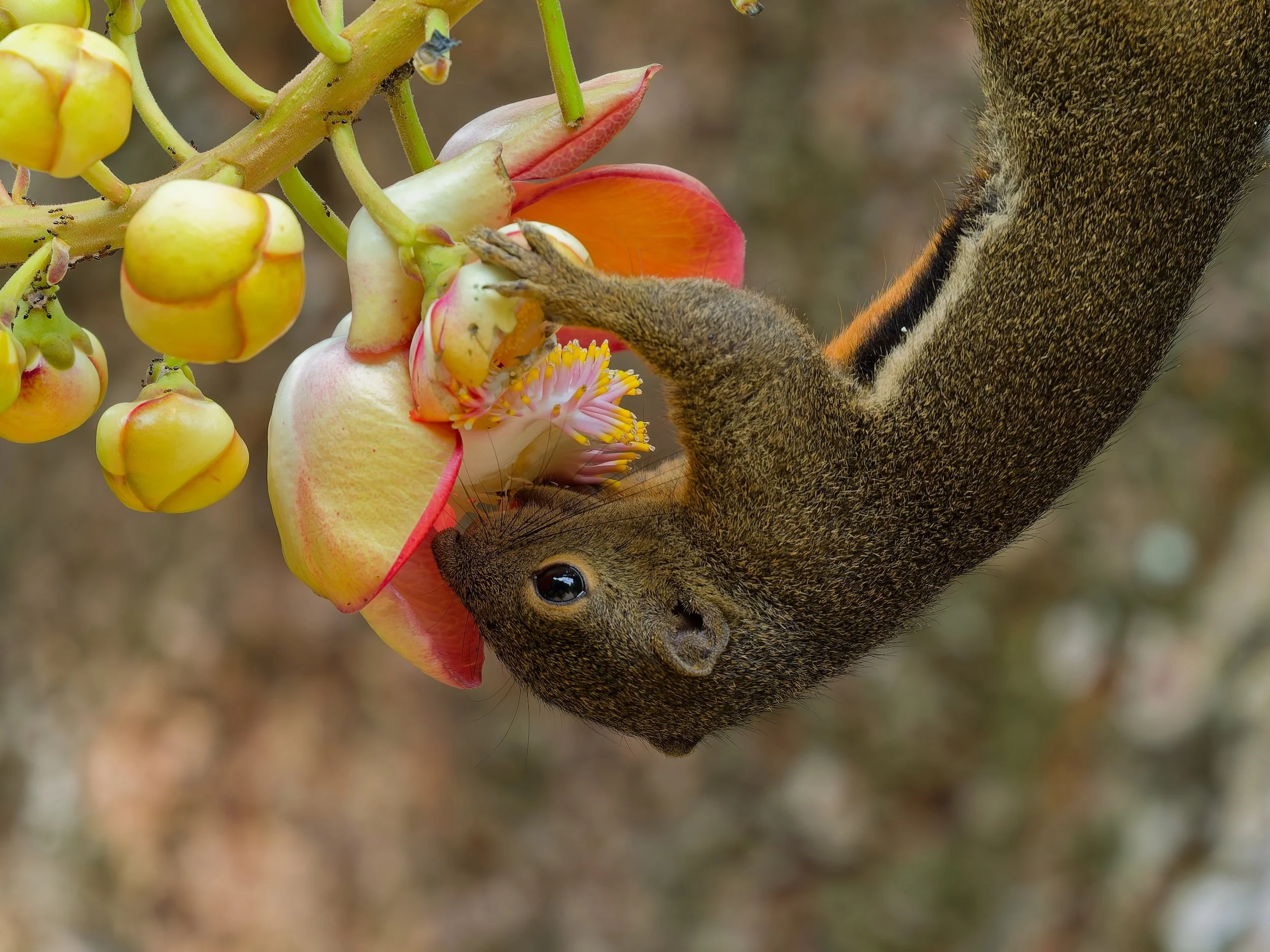 Wildlife