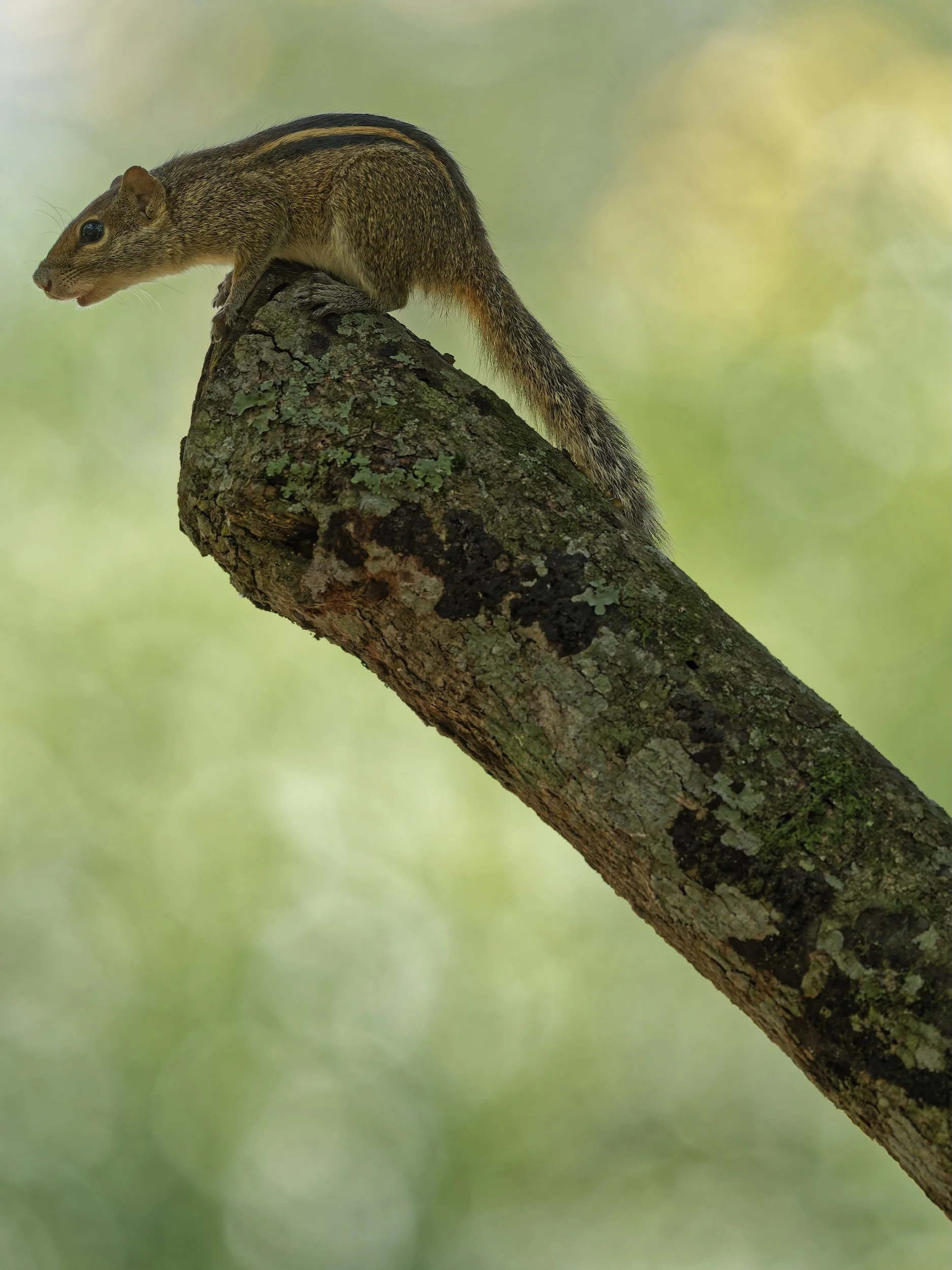 Wildlife
