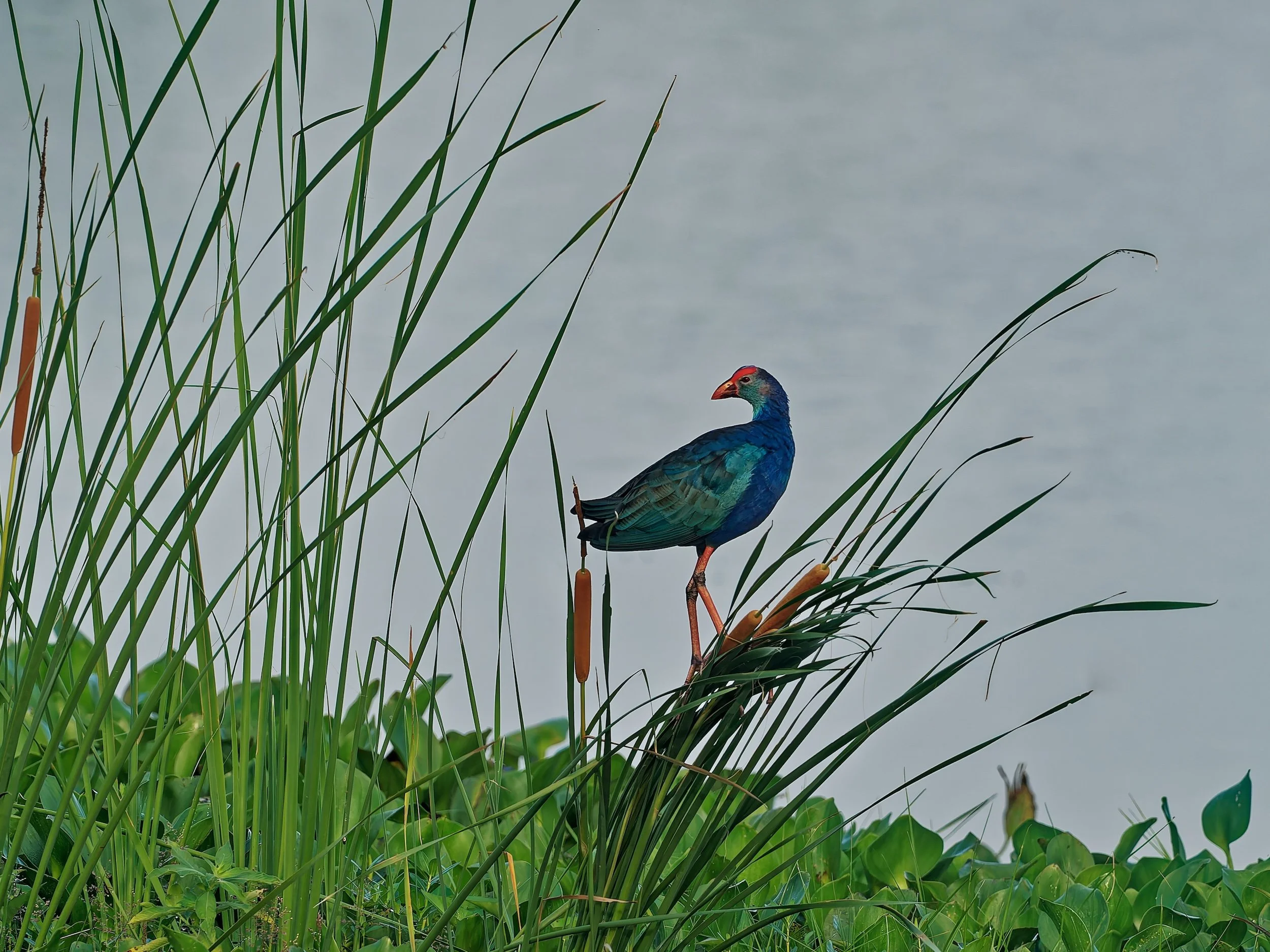 birds