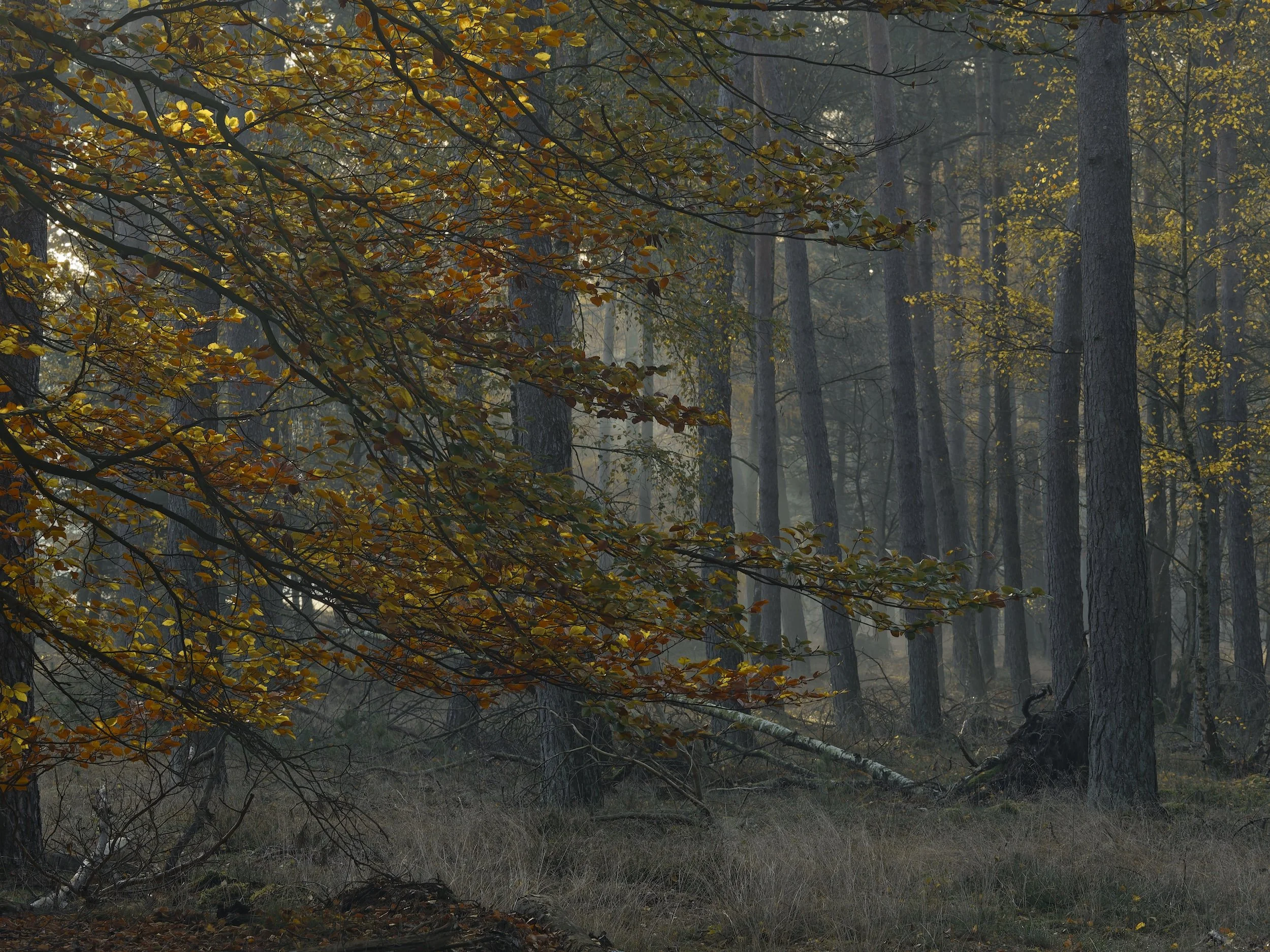 woodscape