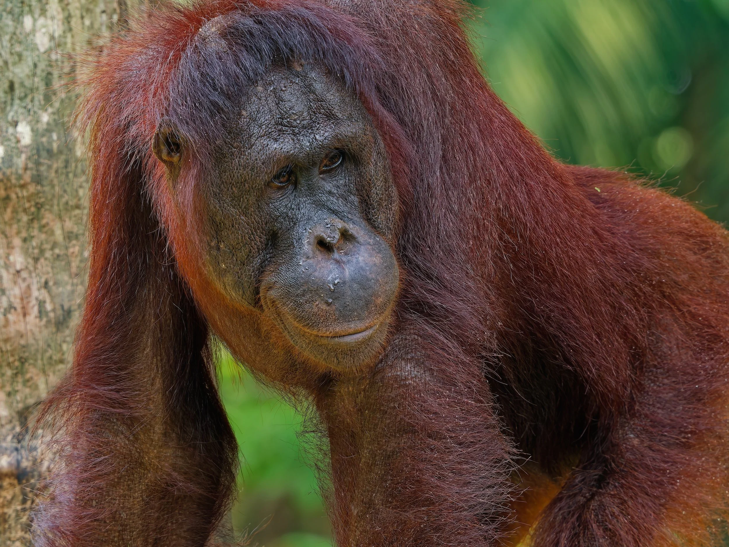recent works Orang Utan