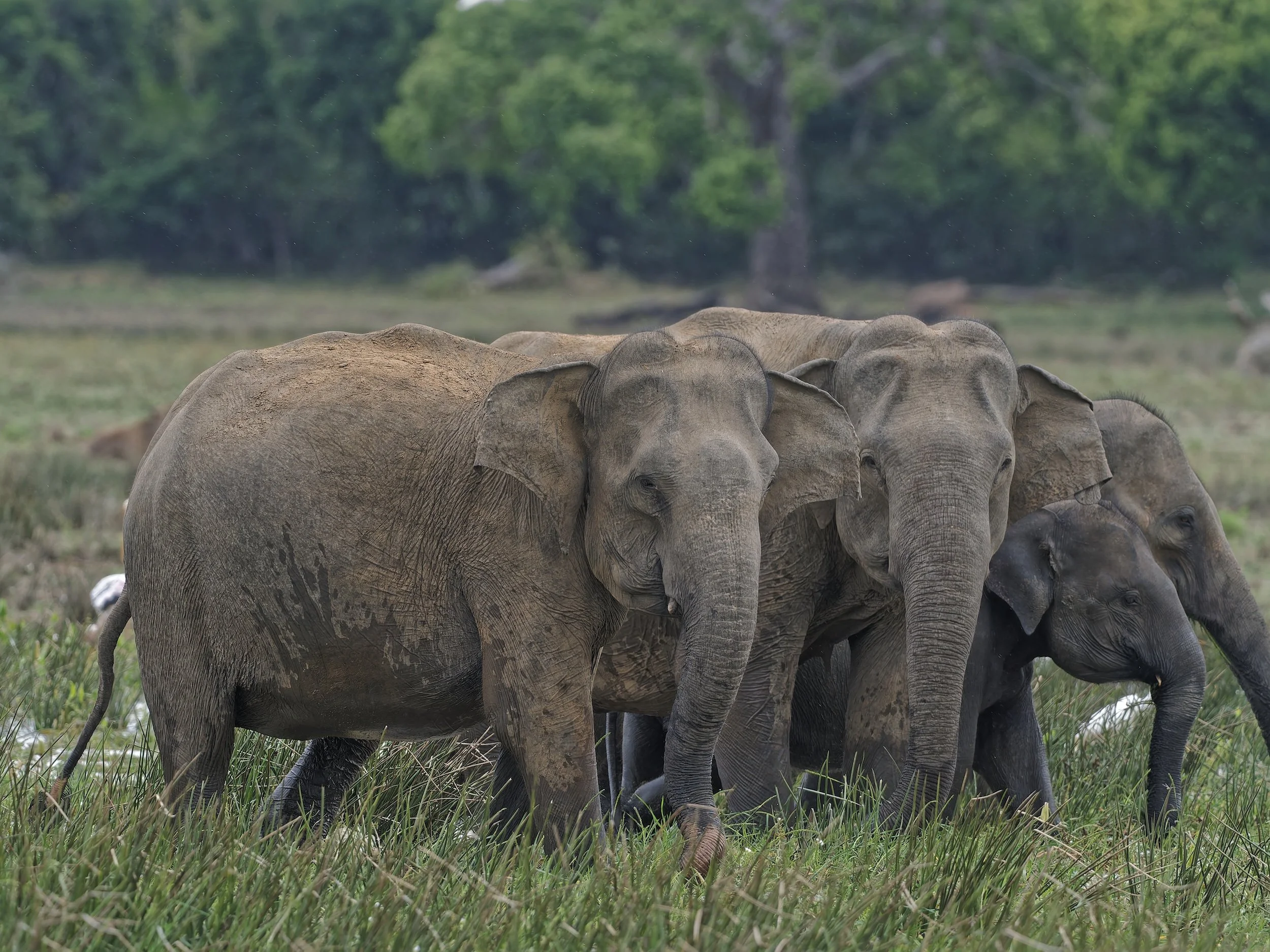 Wildlife general