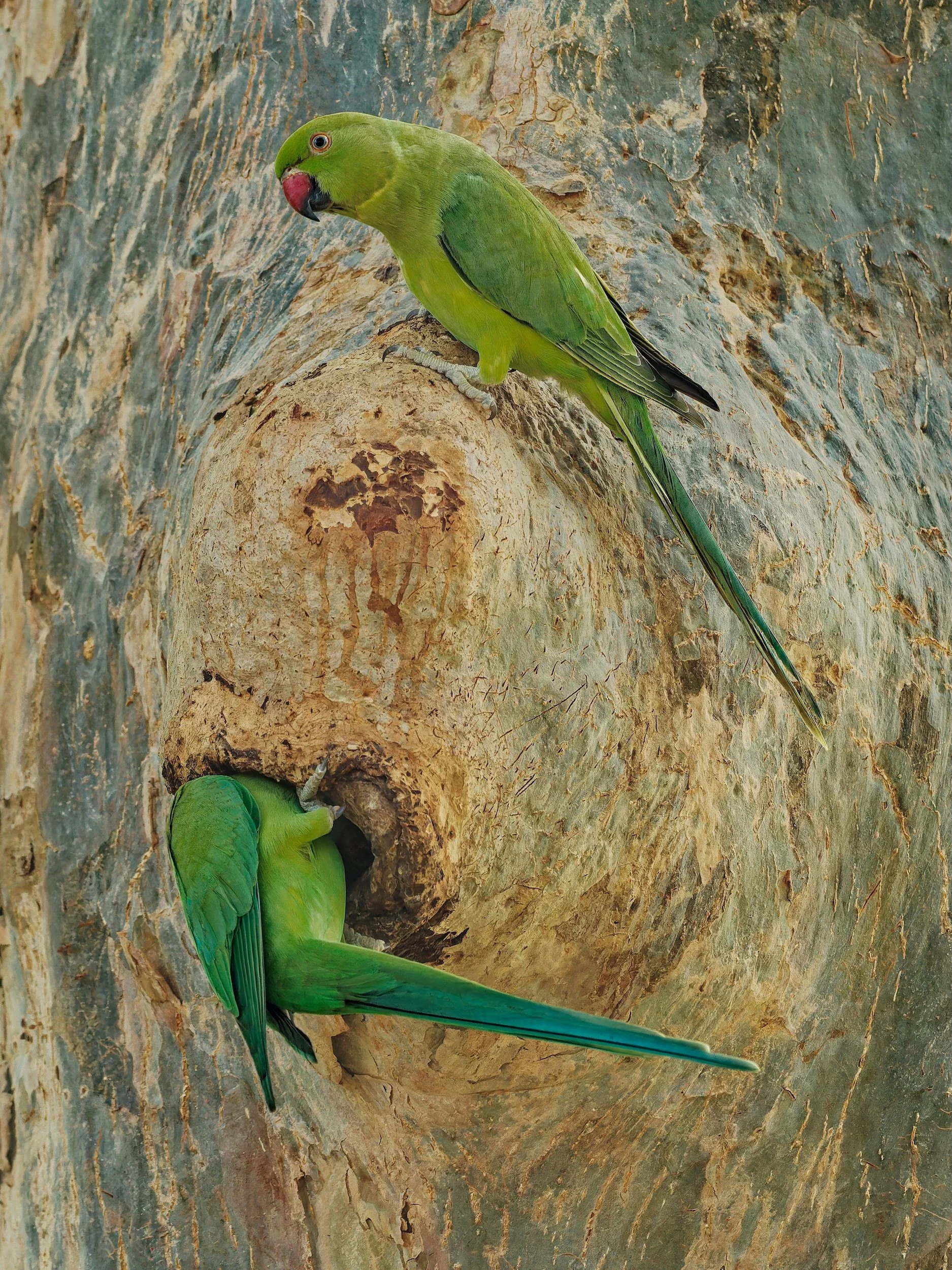 birds