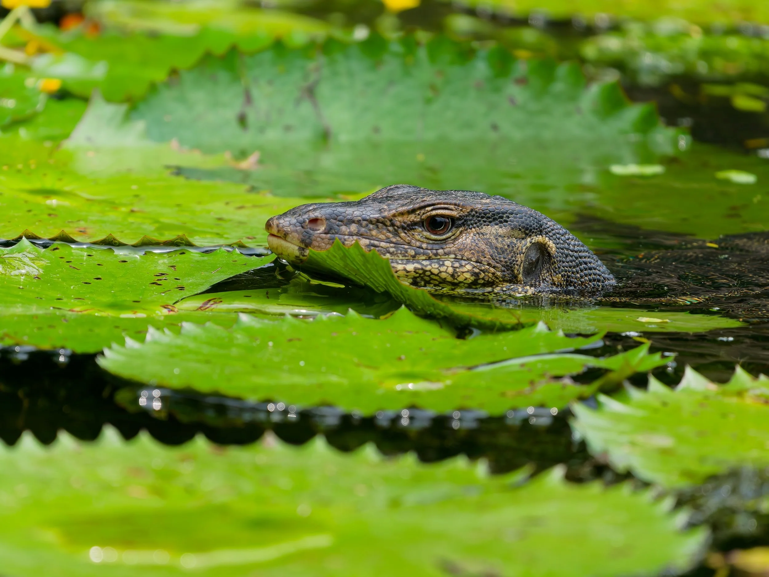 recent work  Asian water monitor