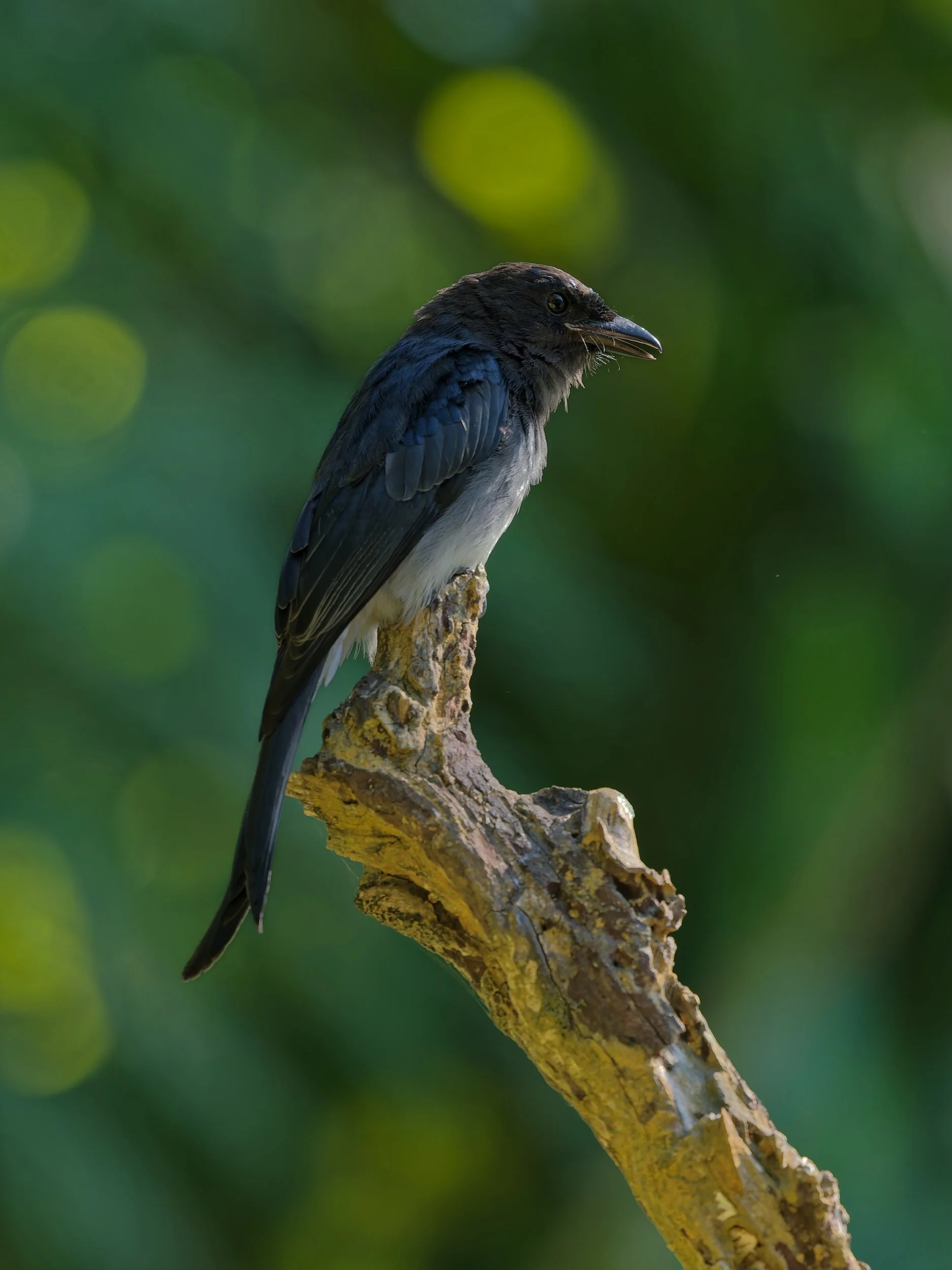 birds
