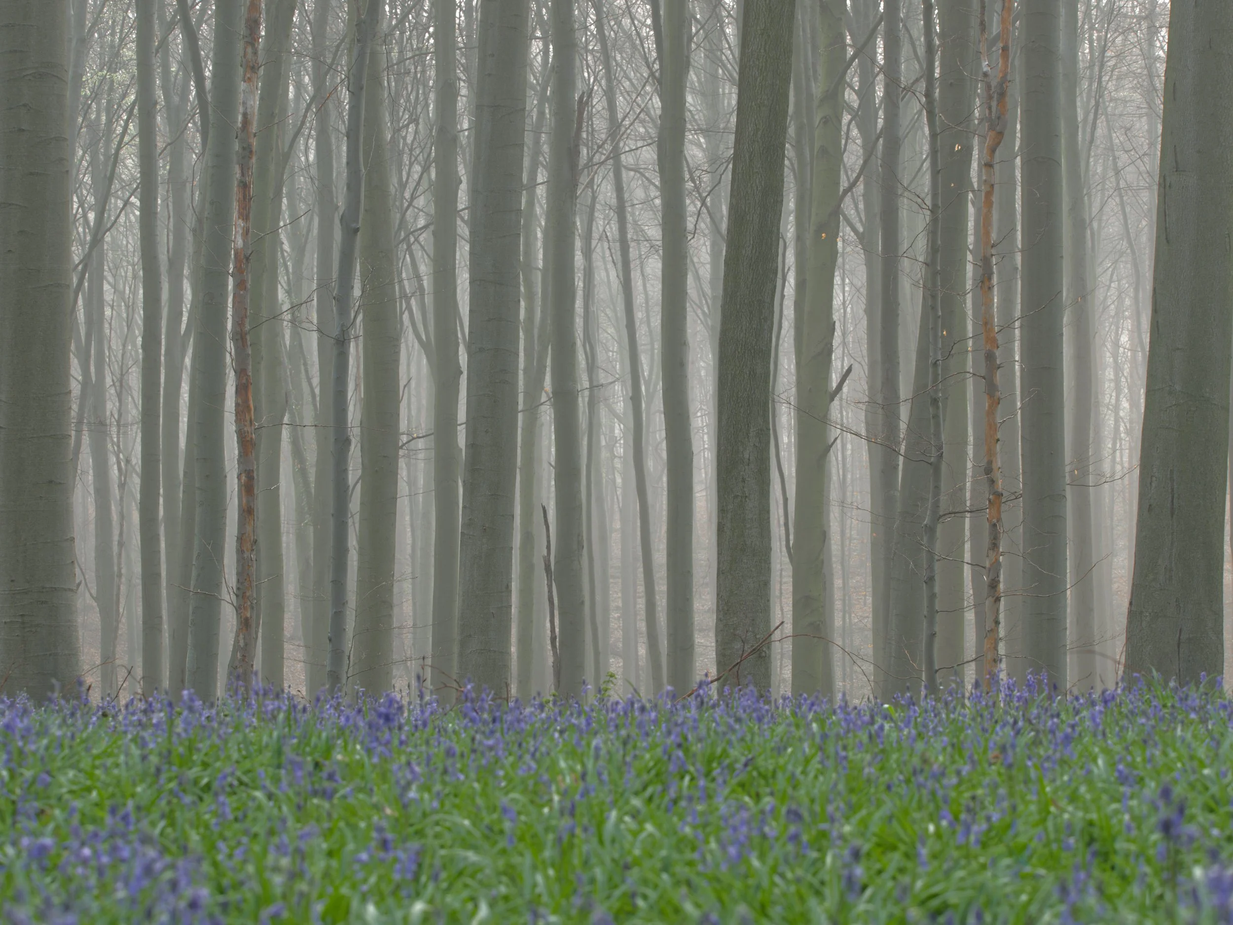 Halderbos