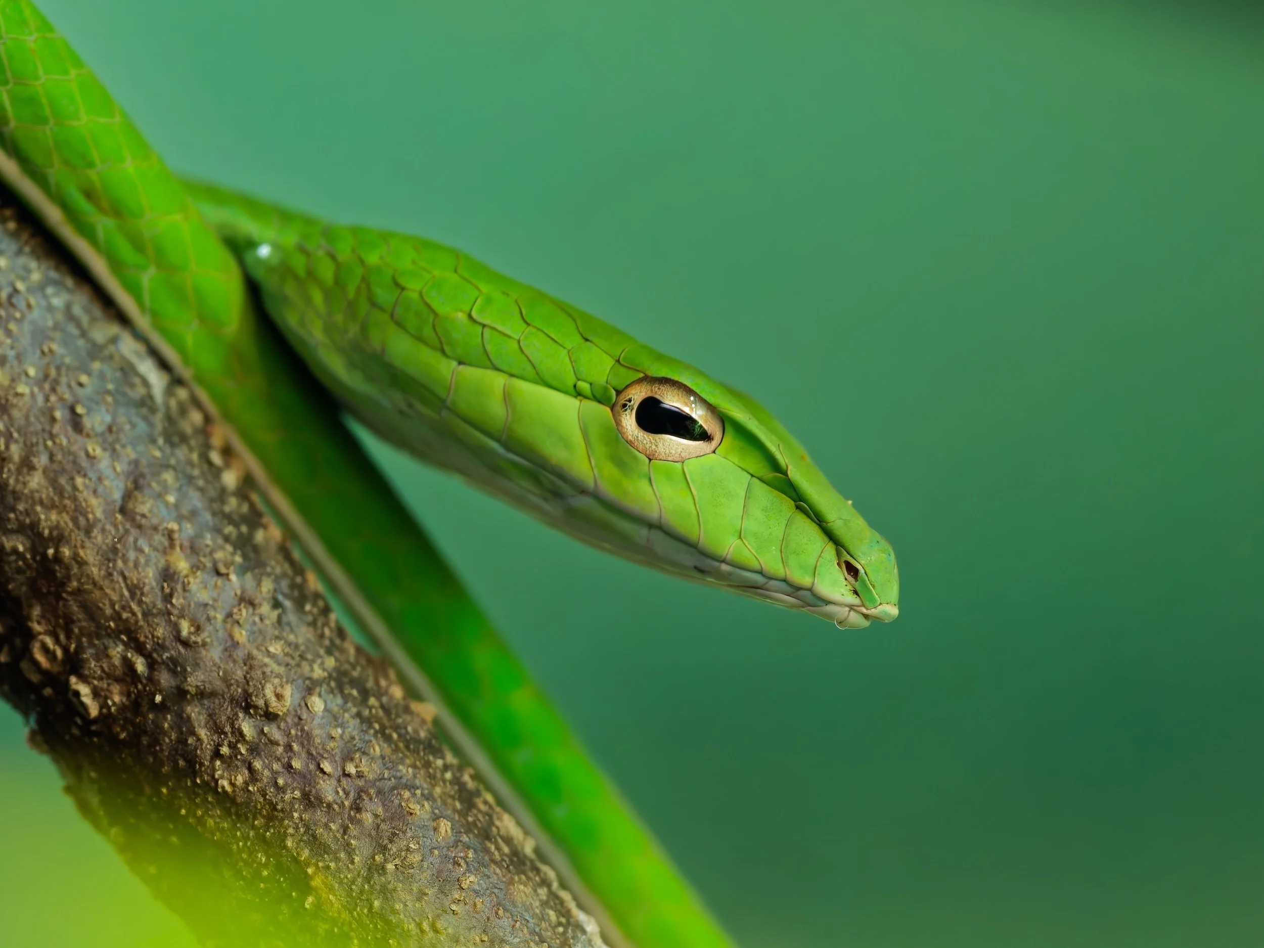 recent work green  great vine snake