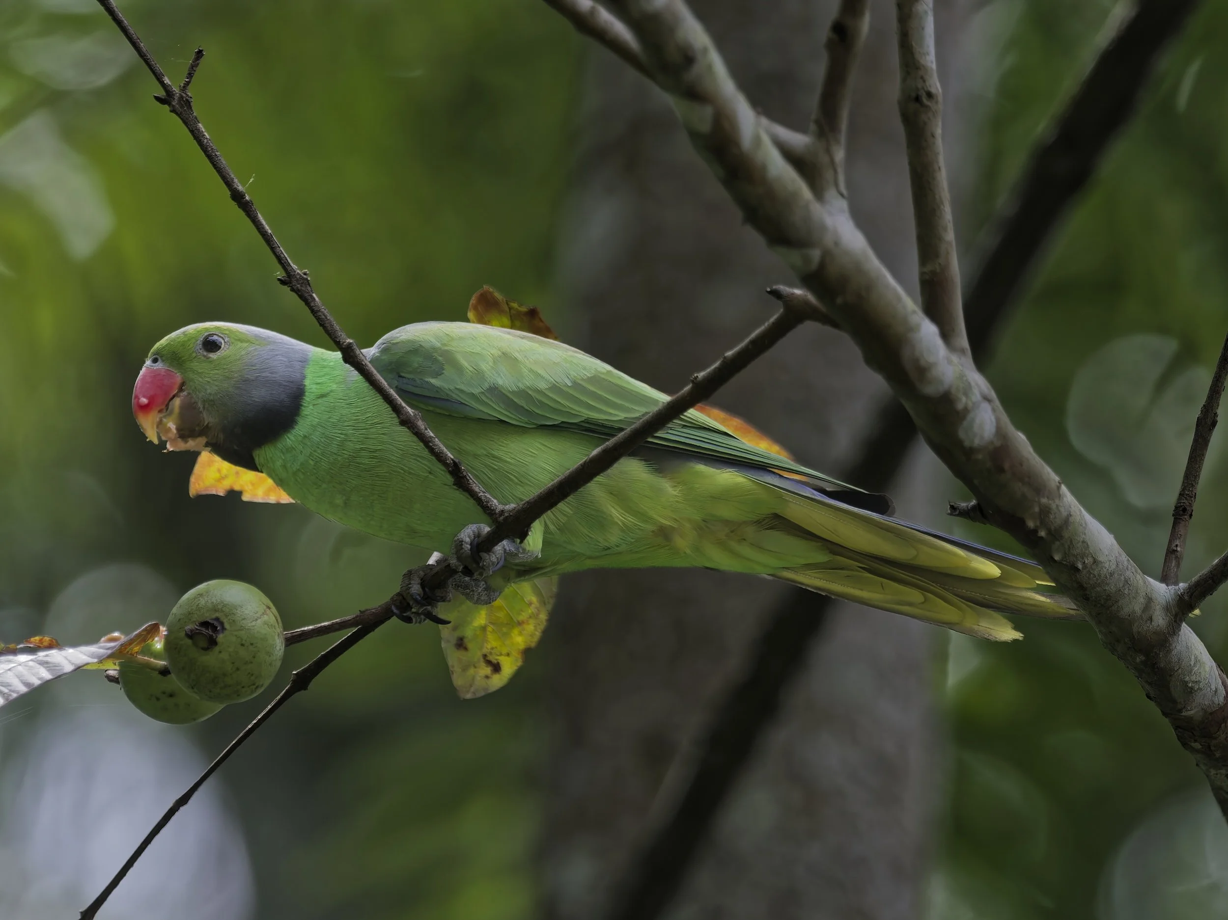 birds