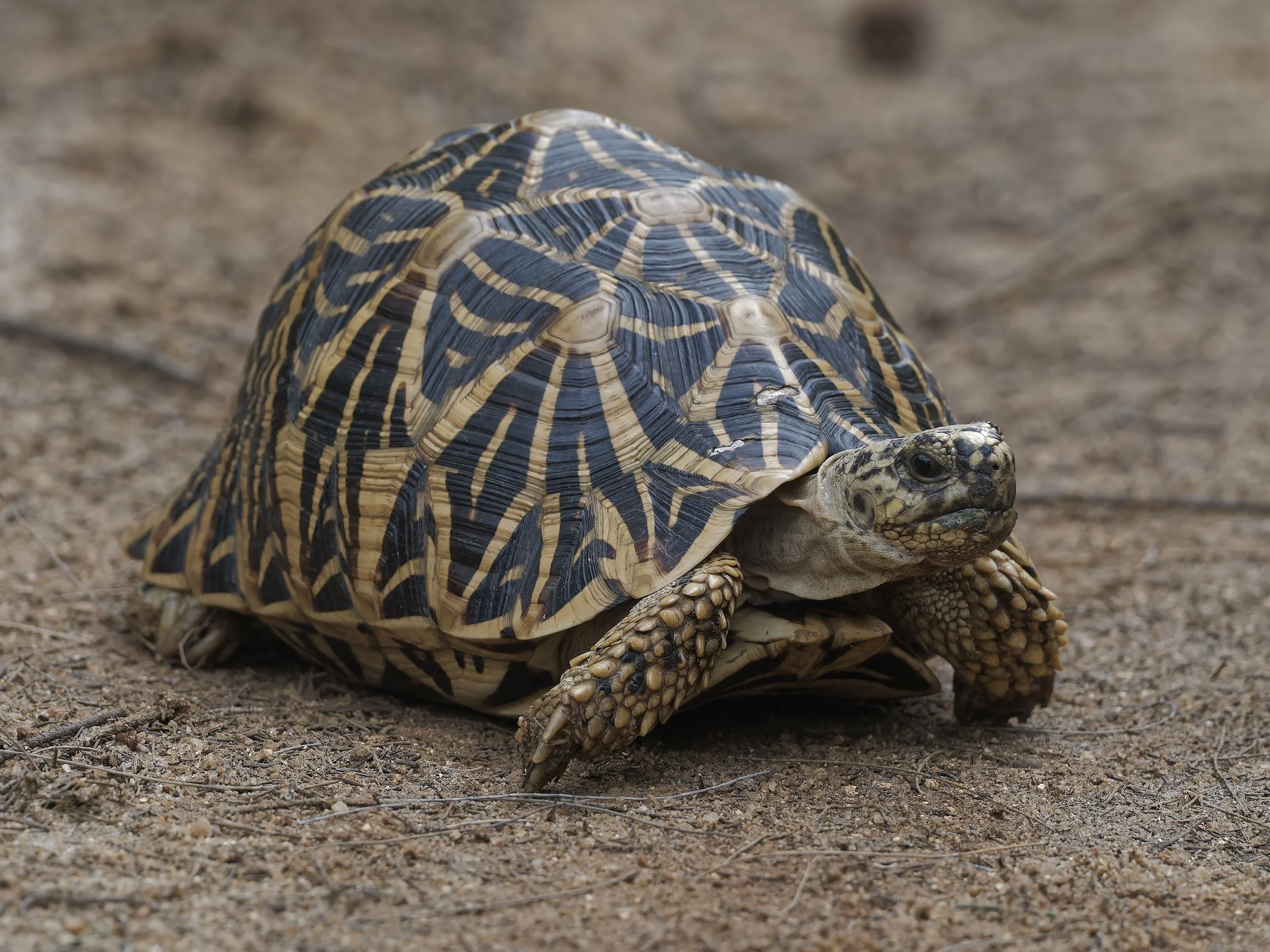 Wildlife general