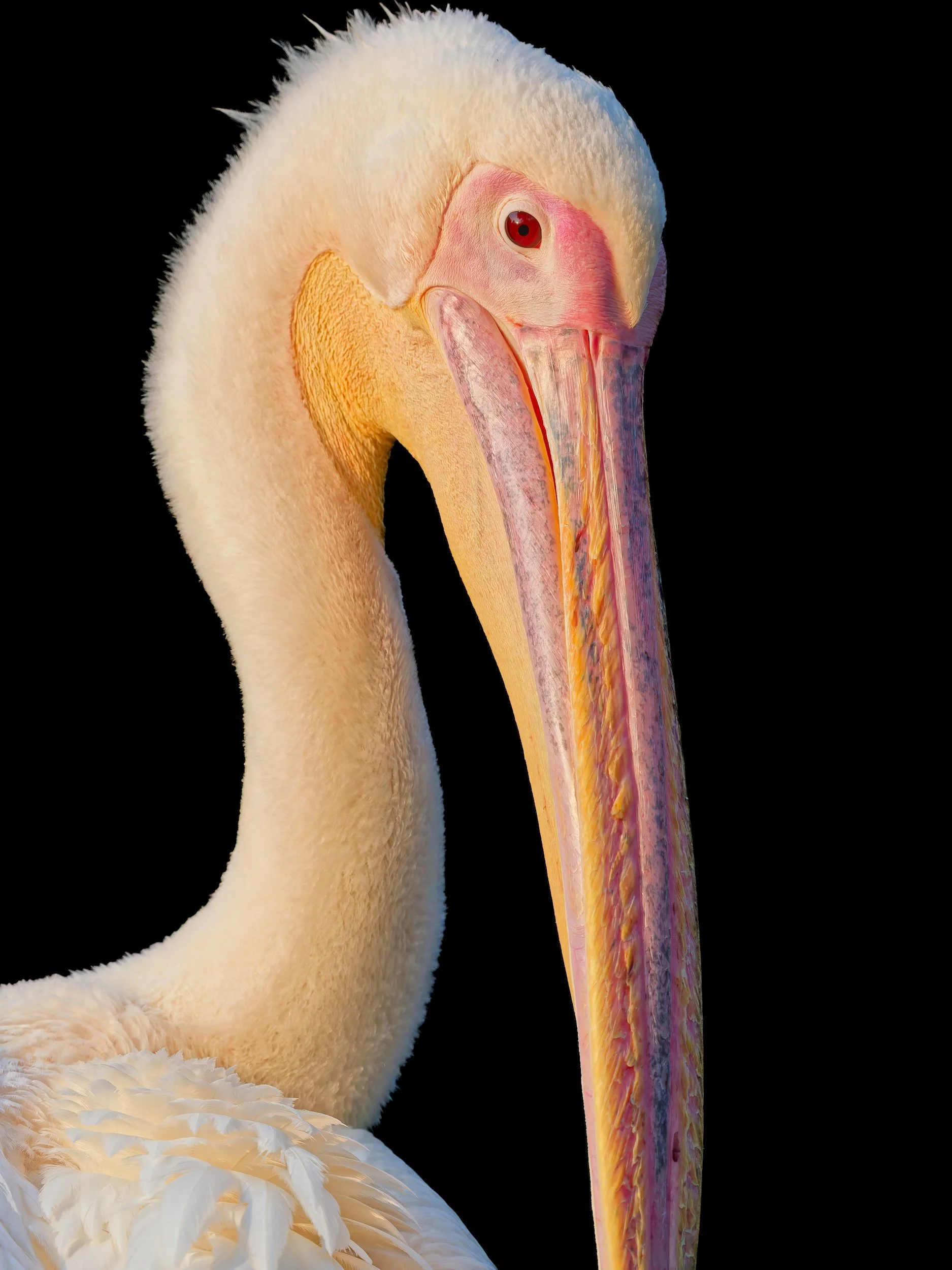 recent work  great white pelican