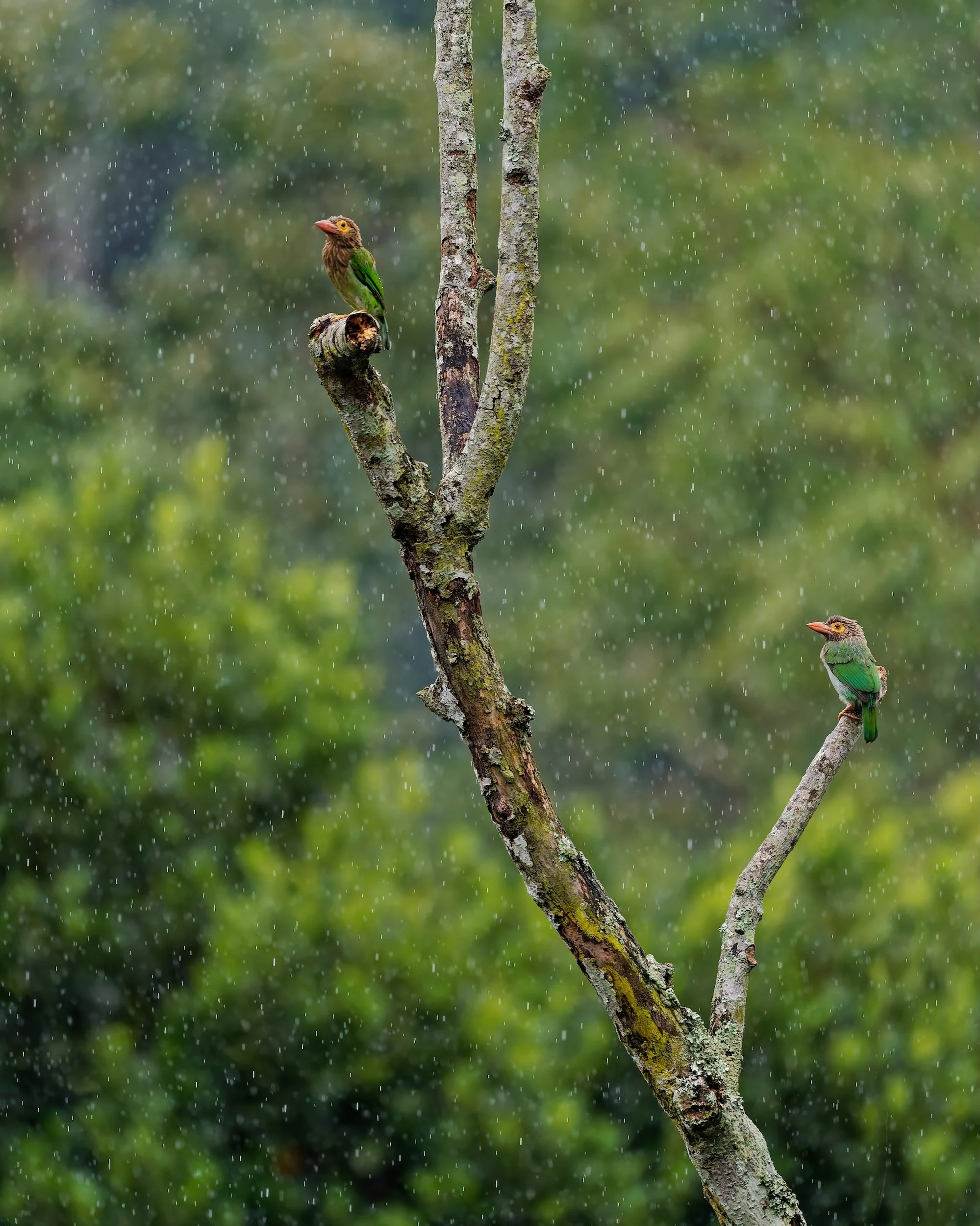 birds
