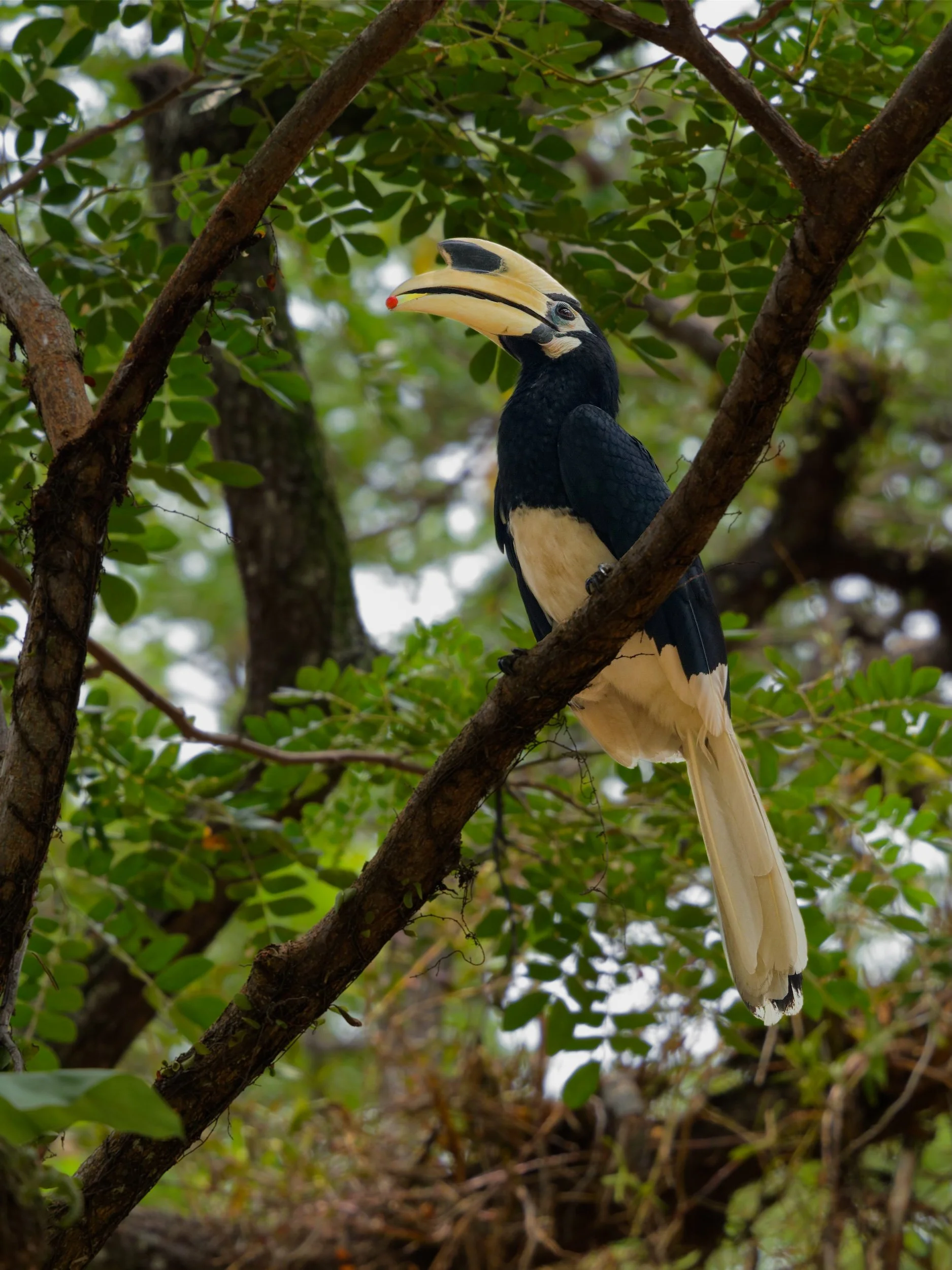 birds Oriental Pied-Hornbill