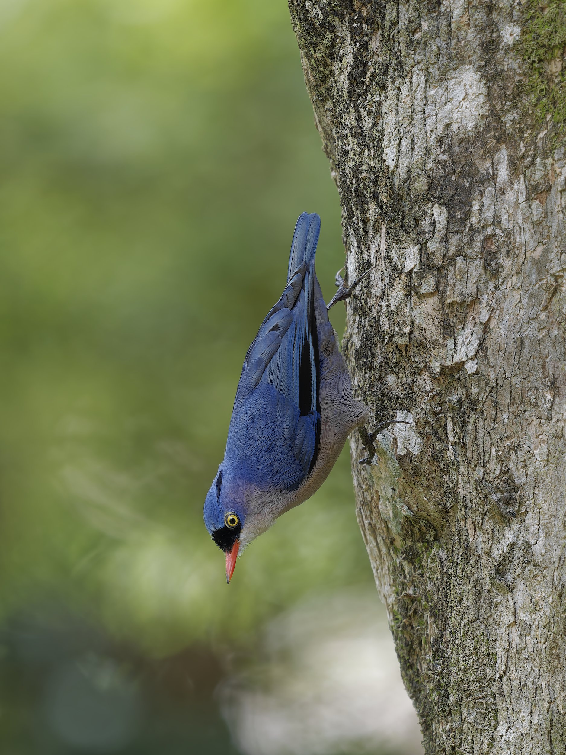 birds velvet fronted nuthatch
