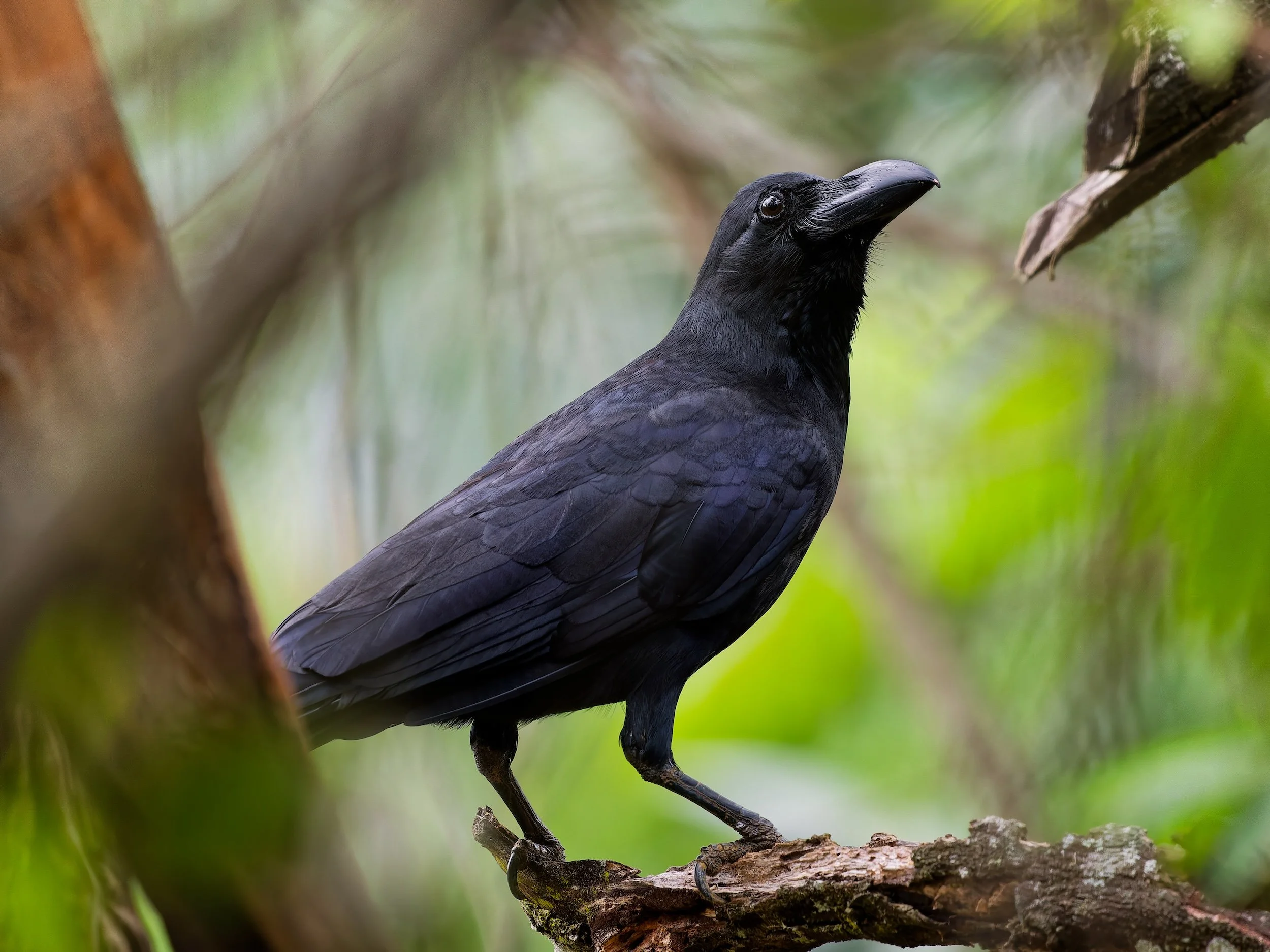 birds