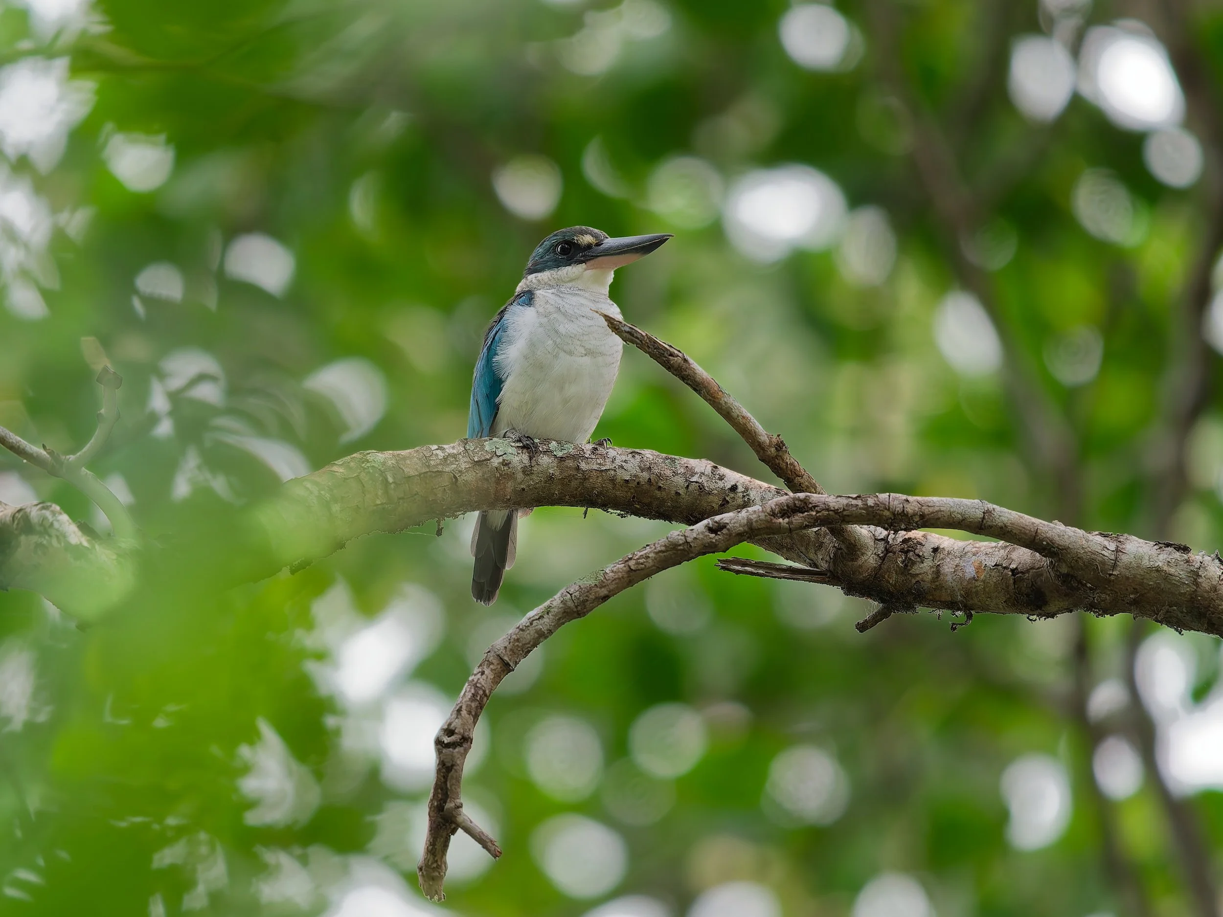 birds  Collared Kingfisher