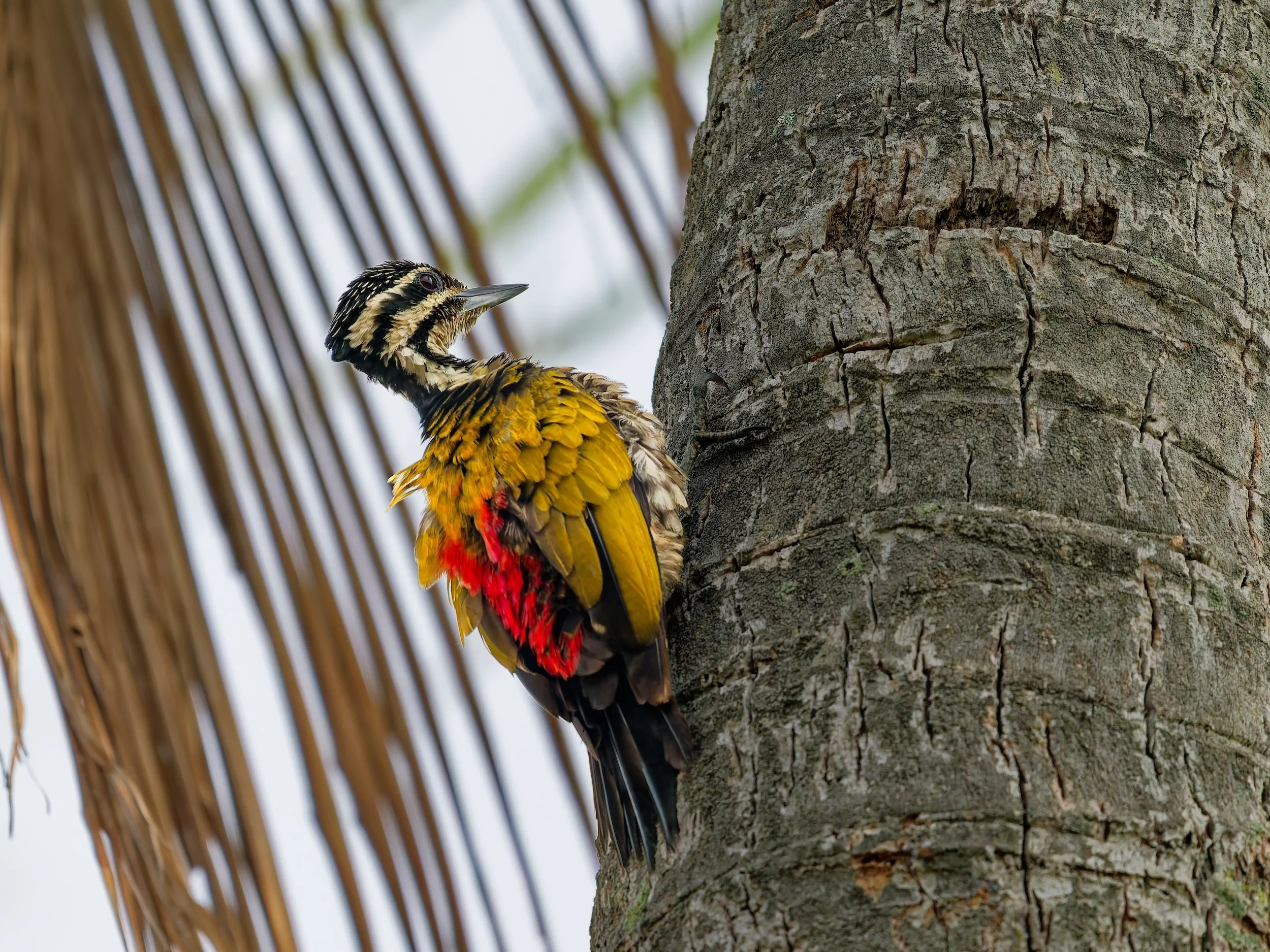 birds  Common Flameback 