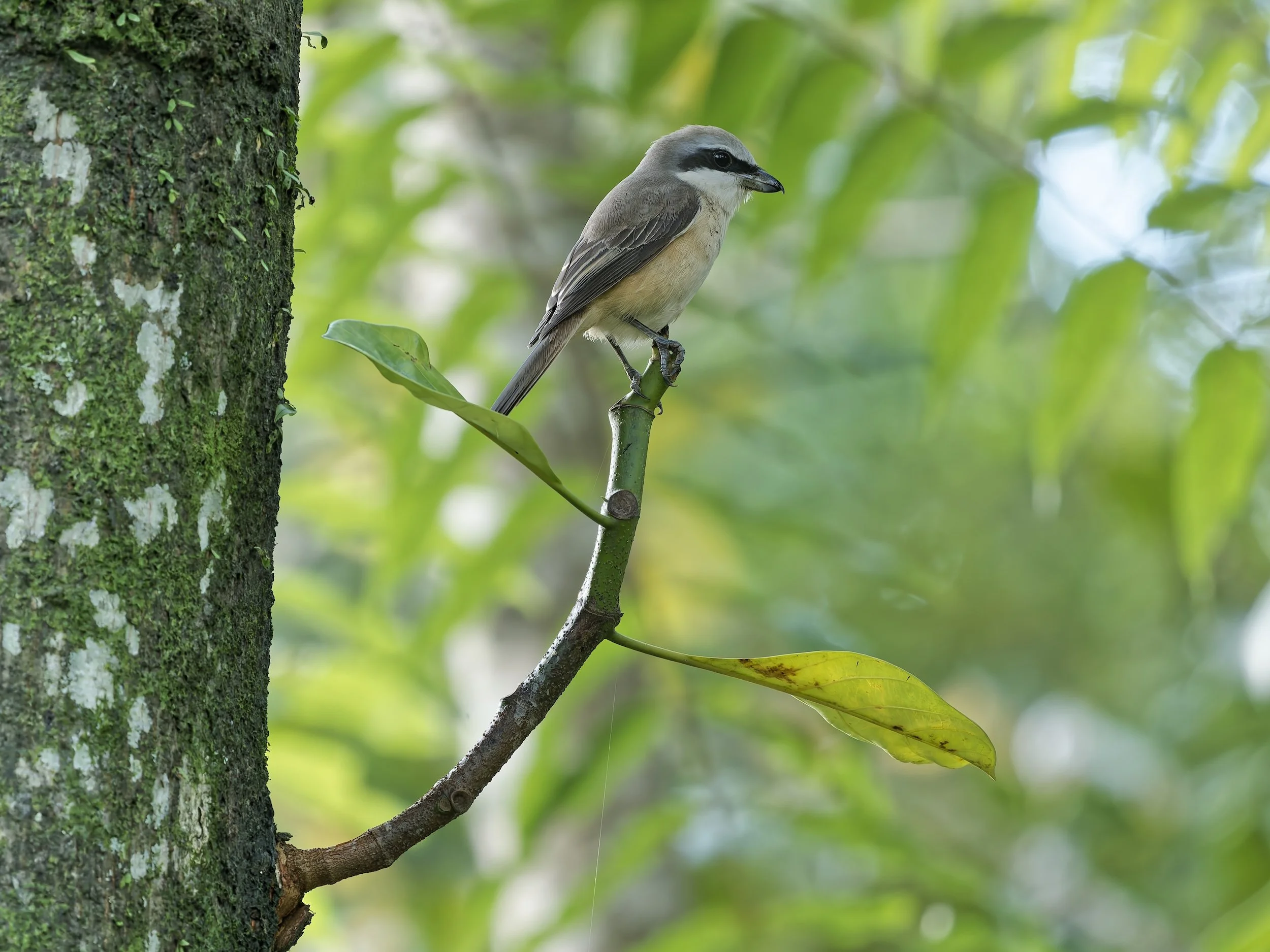 birds