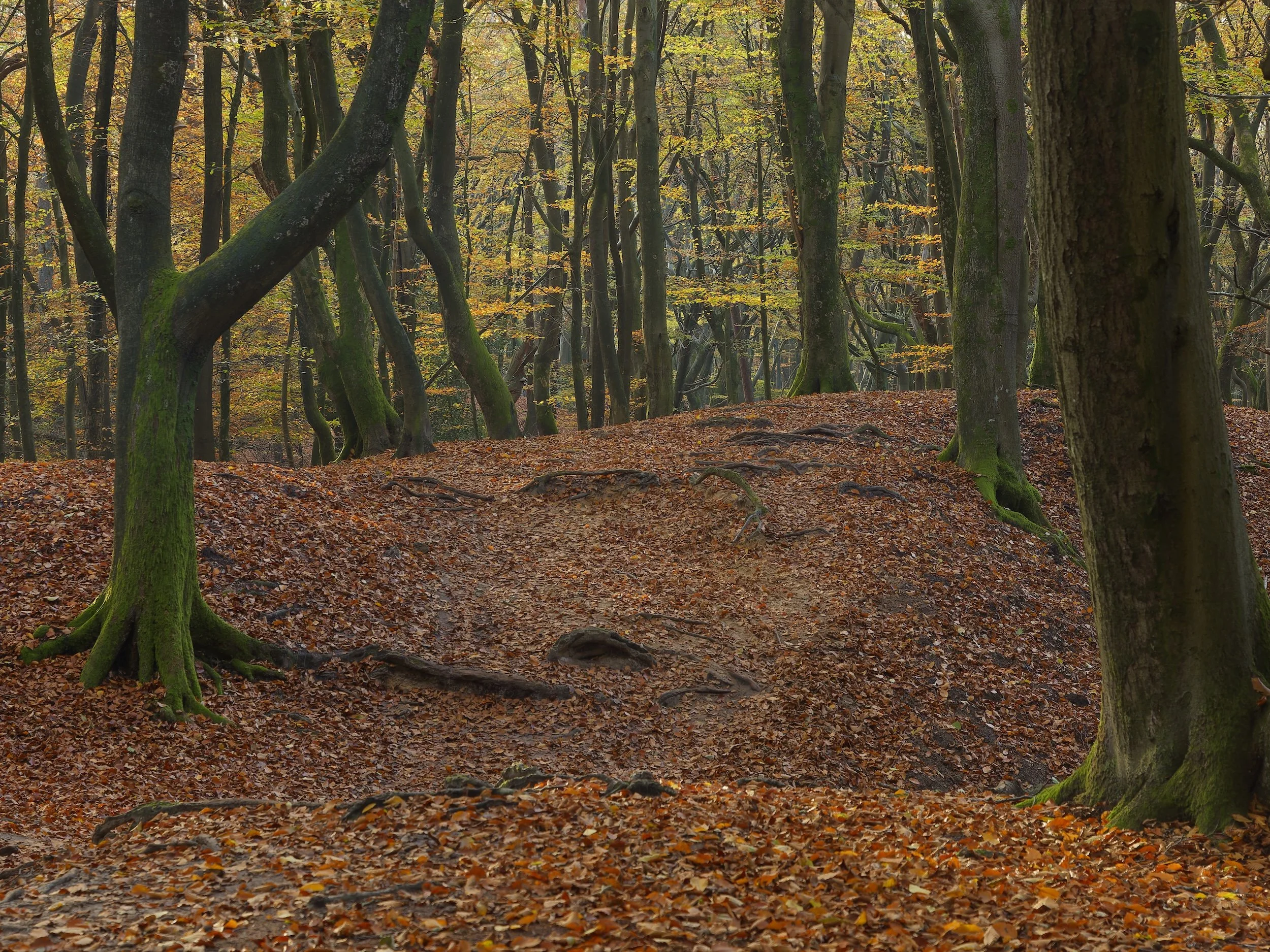 woodscape