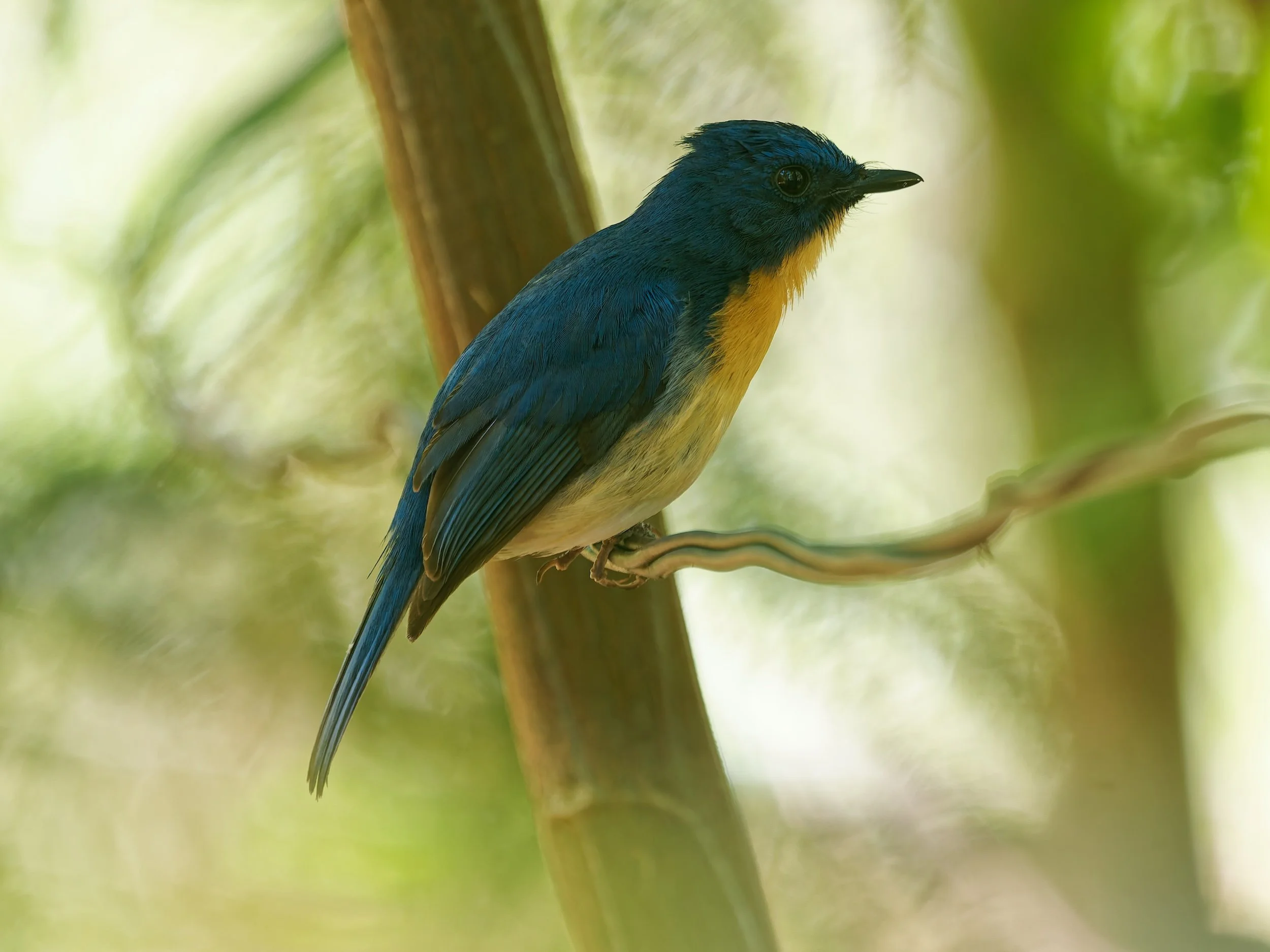 Birds Tickell's blue flycatcher