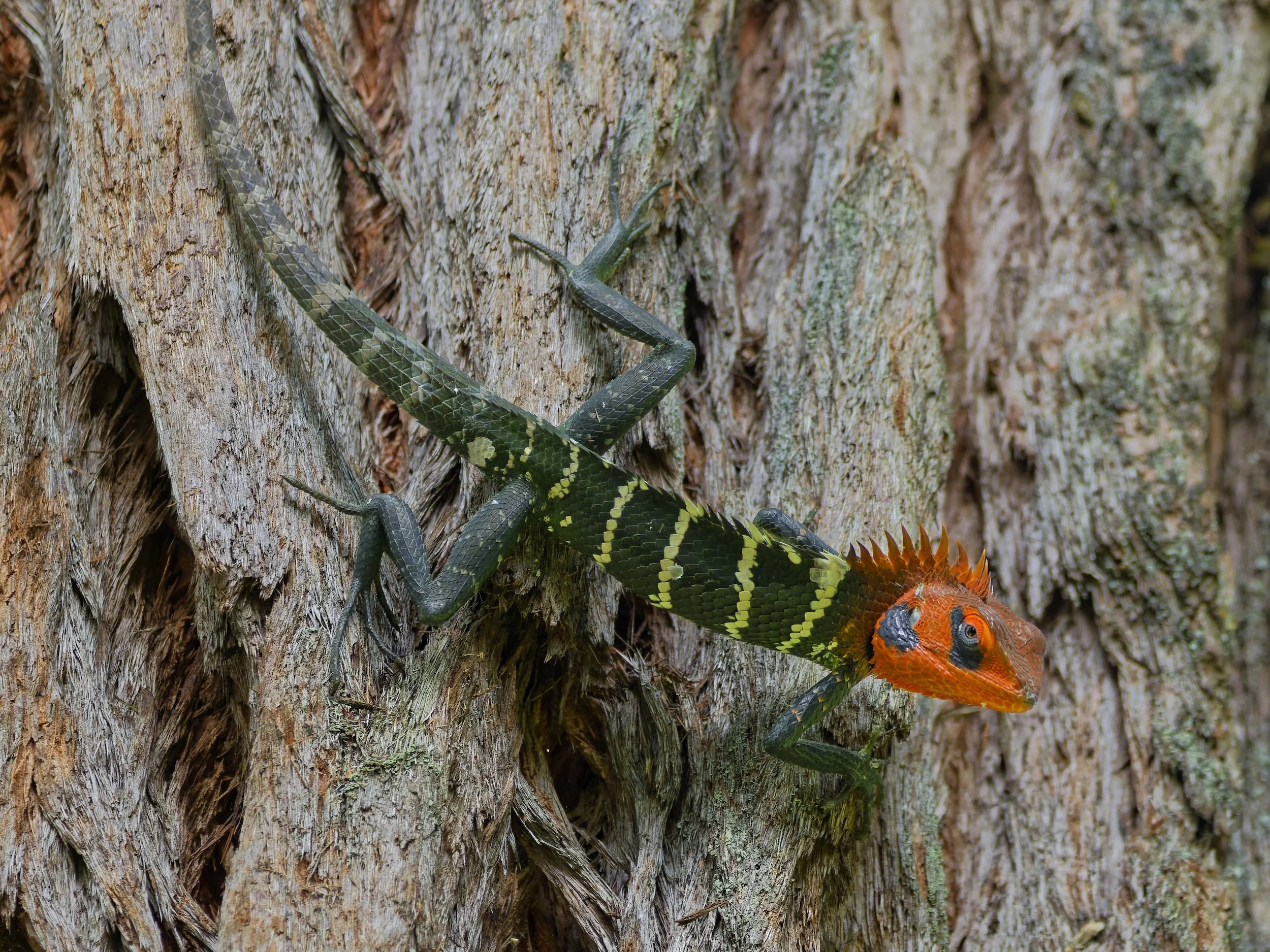 Wildlife