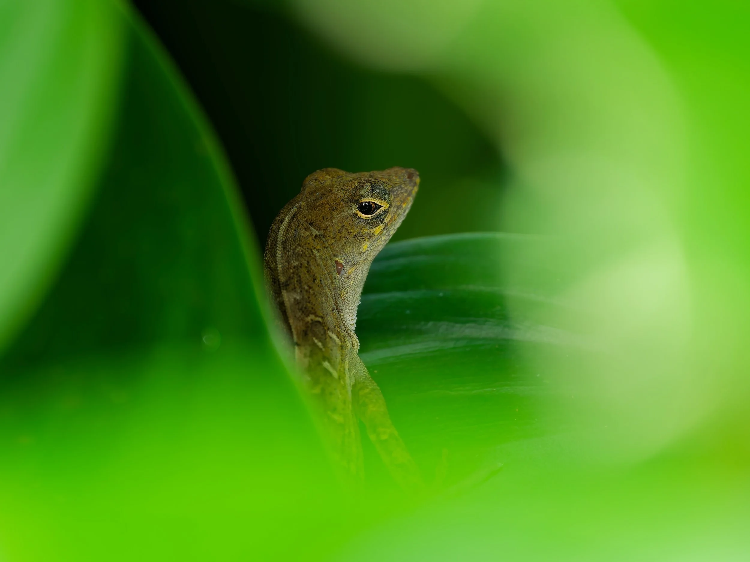 recent work Brown anole lizard