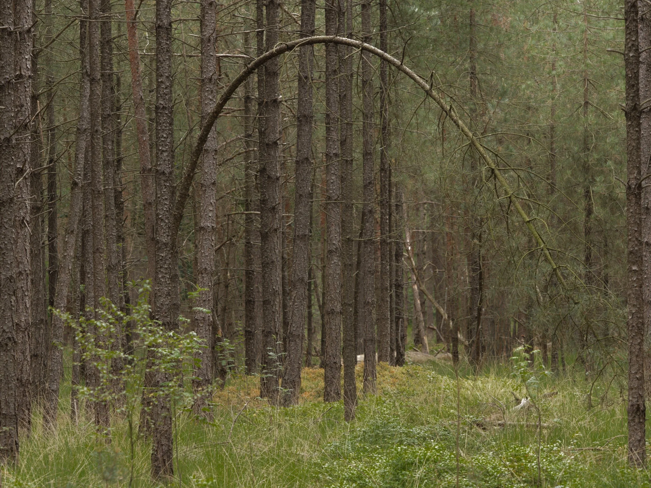 woodscape