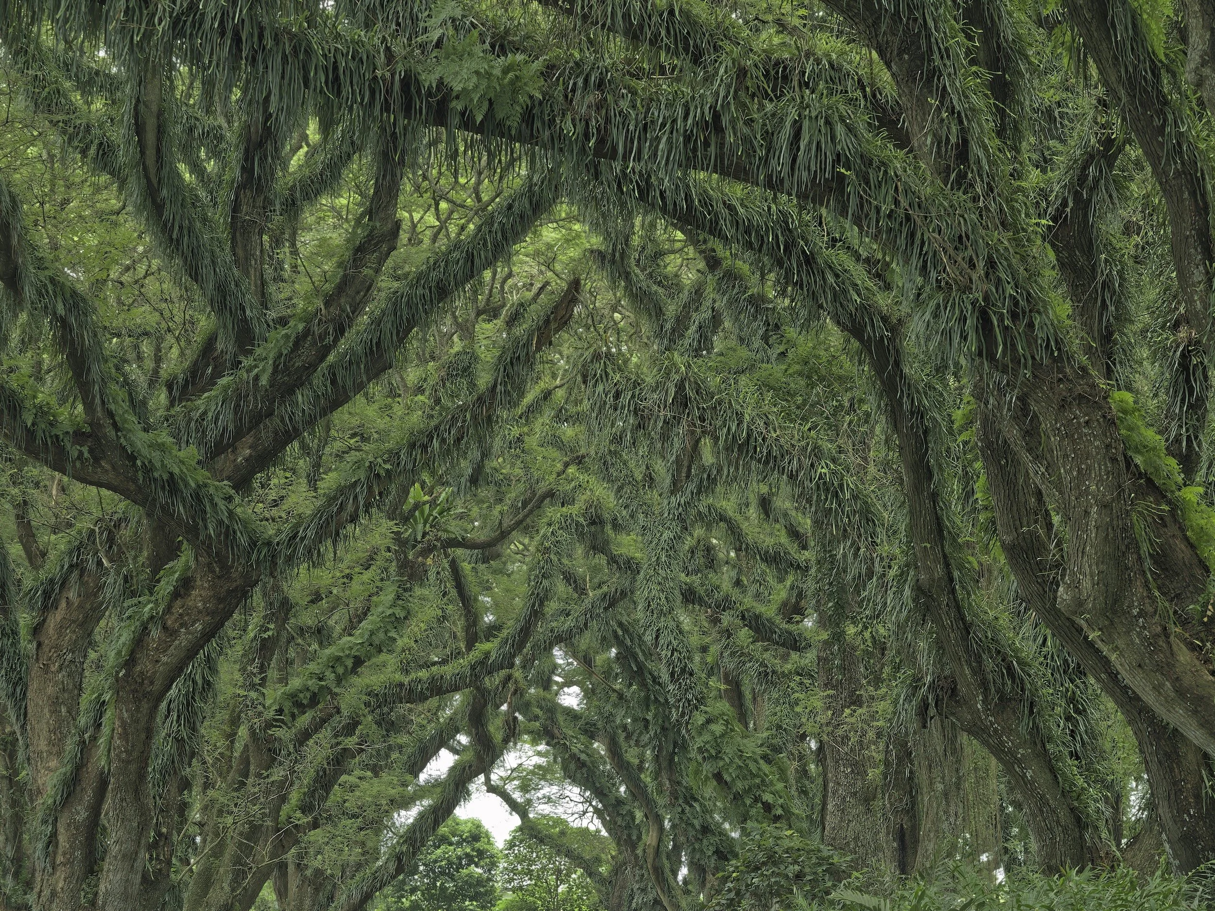 woodscape
