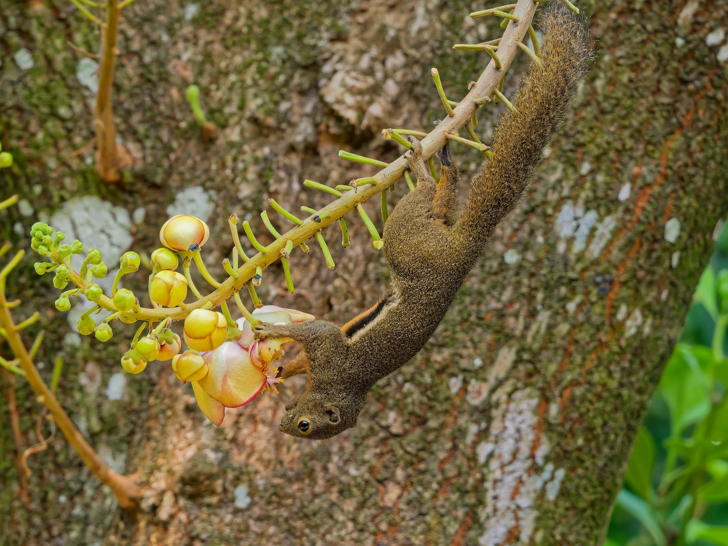 recent works plantain squirrel