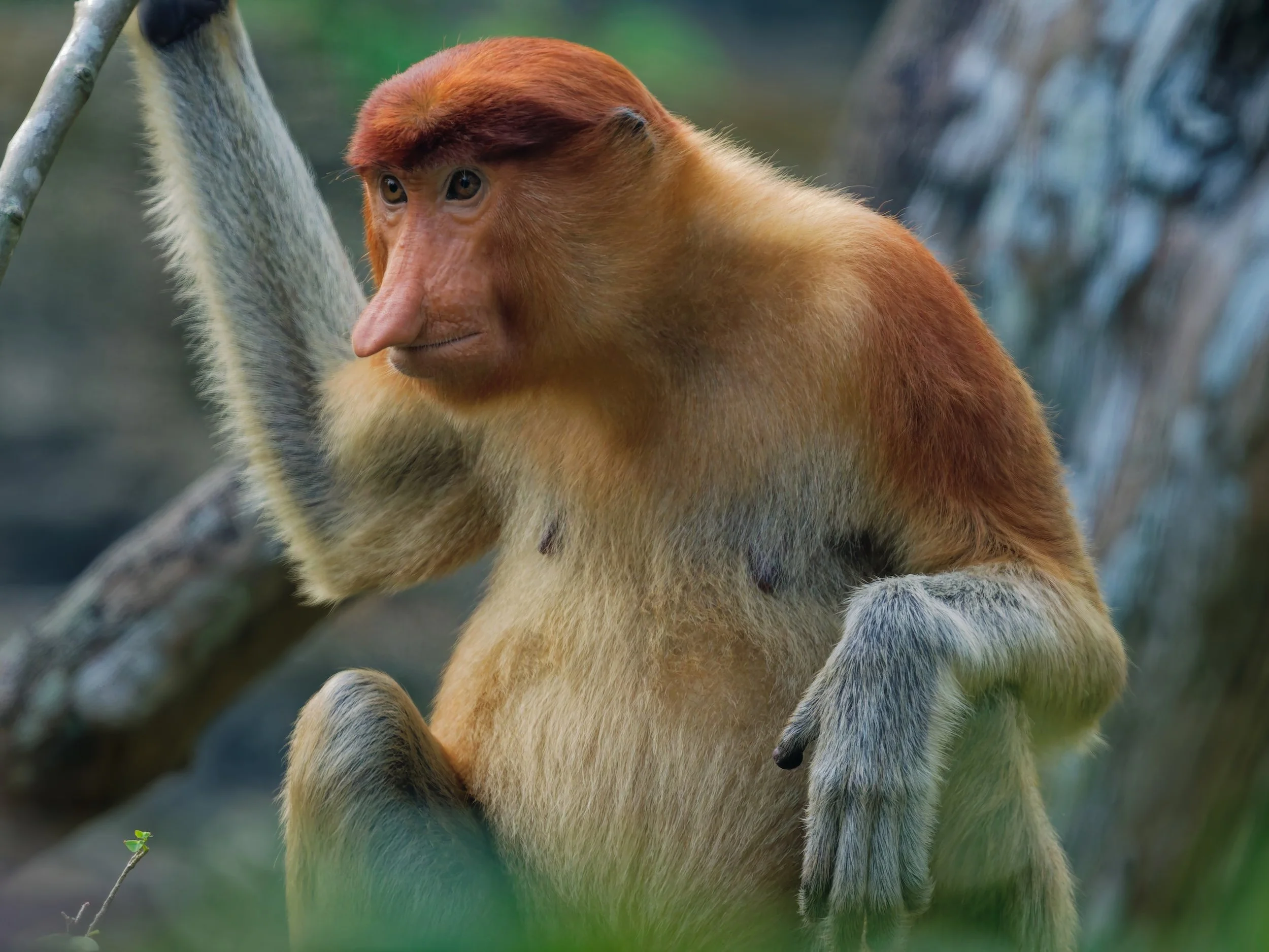 Wildlife