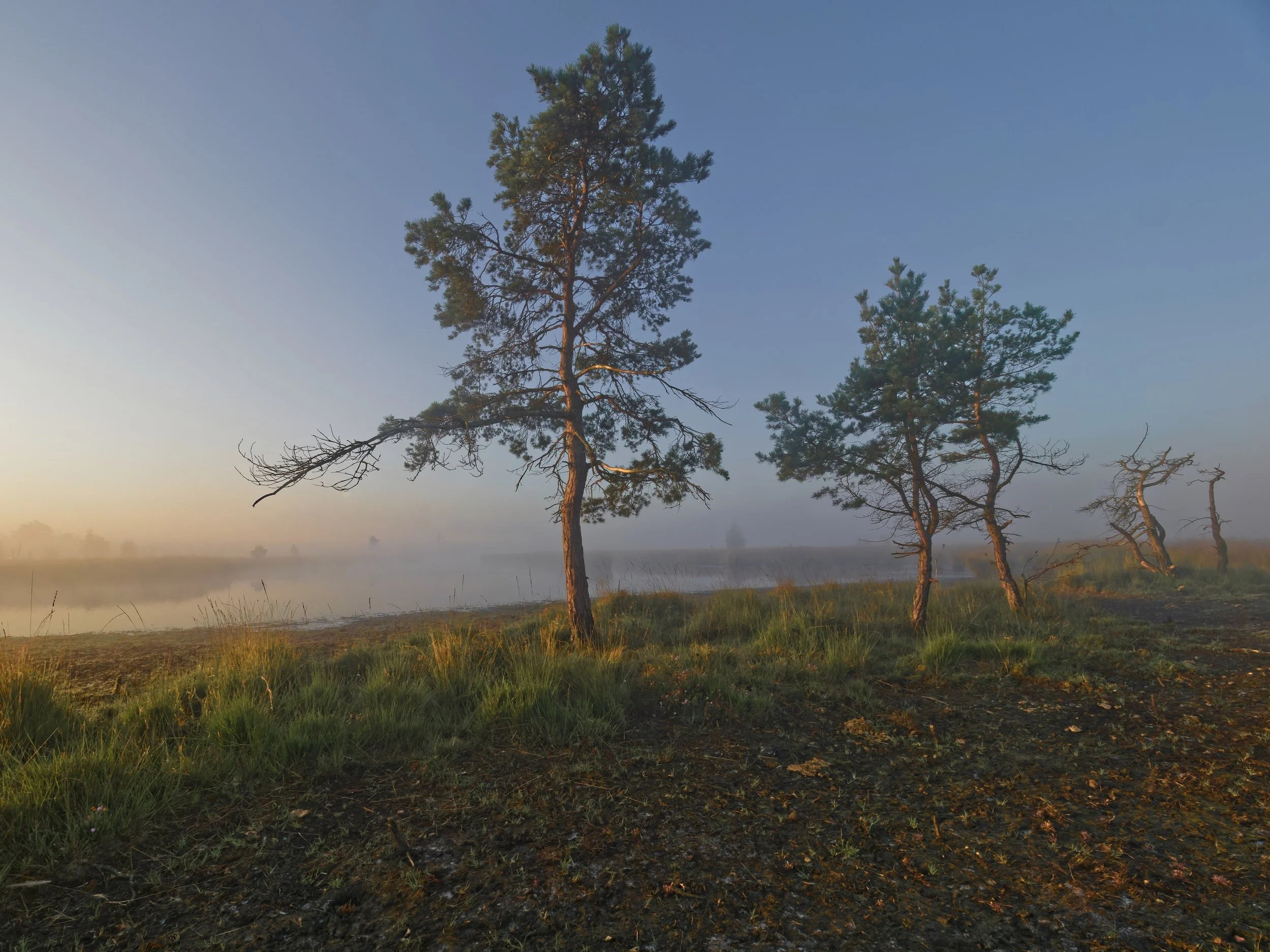 Kalmthoutse heide