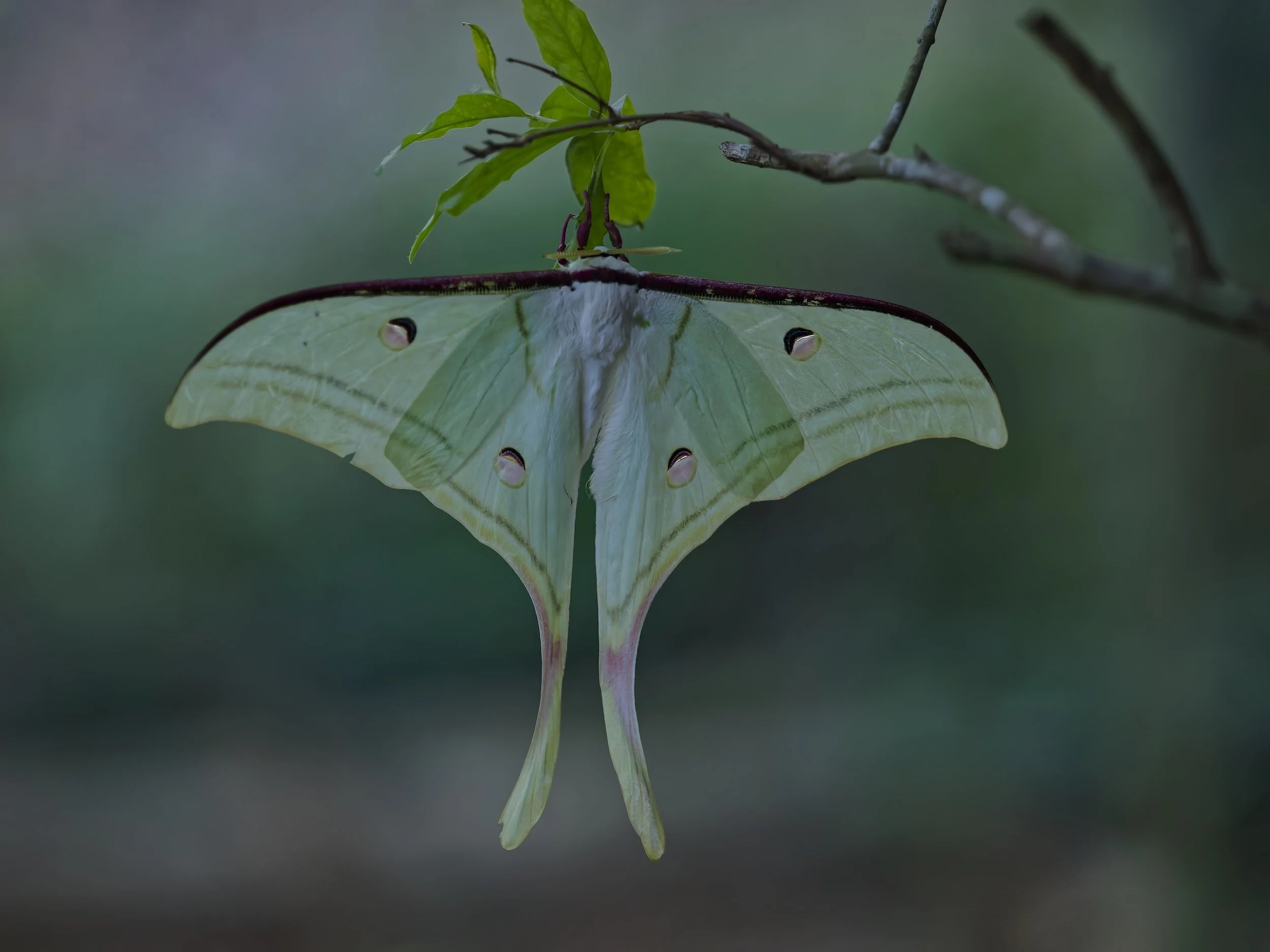 Wildlife