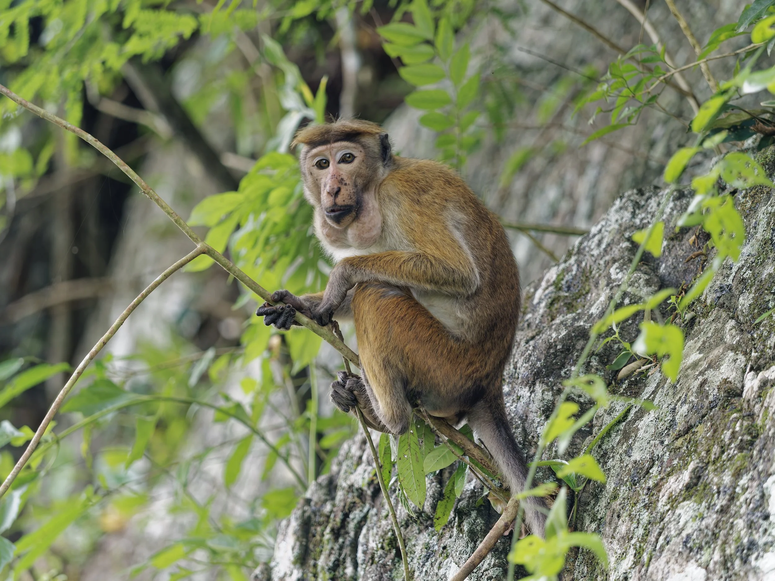 Wildlife