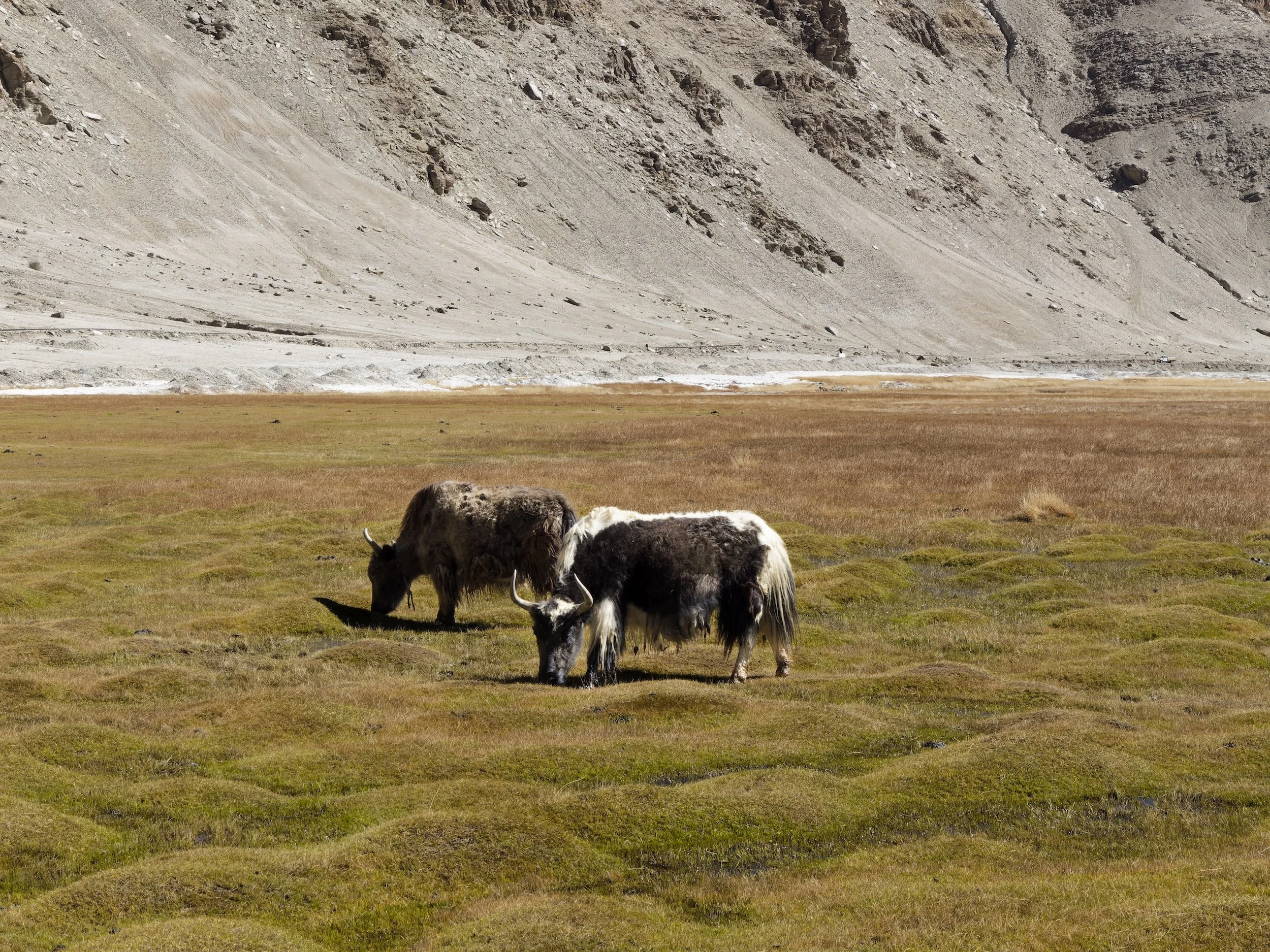 Three yaks grazing on grass in a dry landscape with a steep rocky hillside in the background.