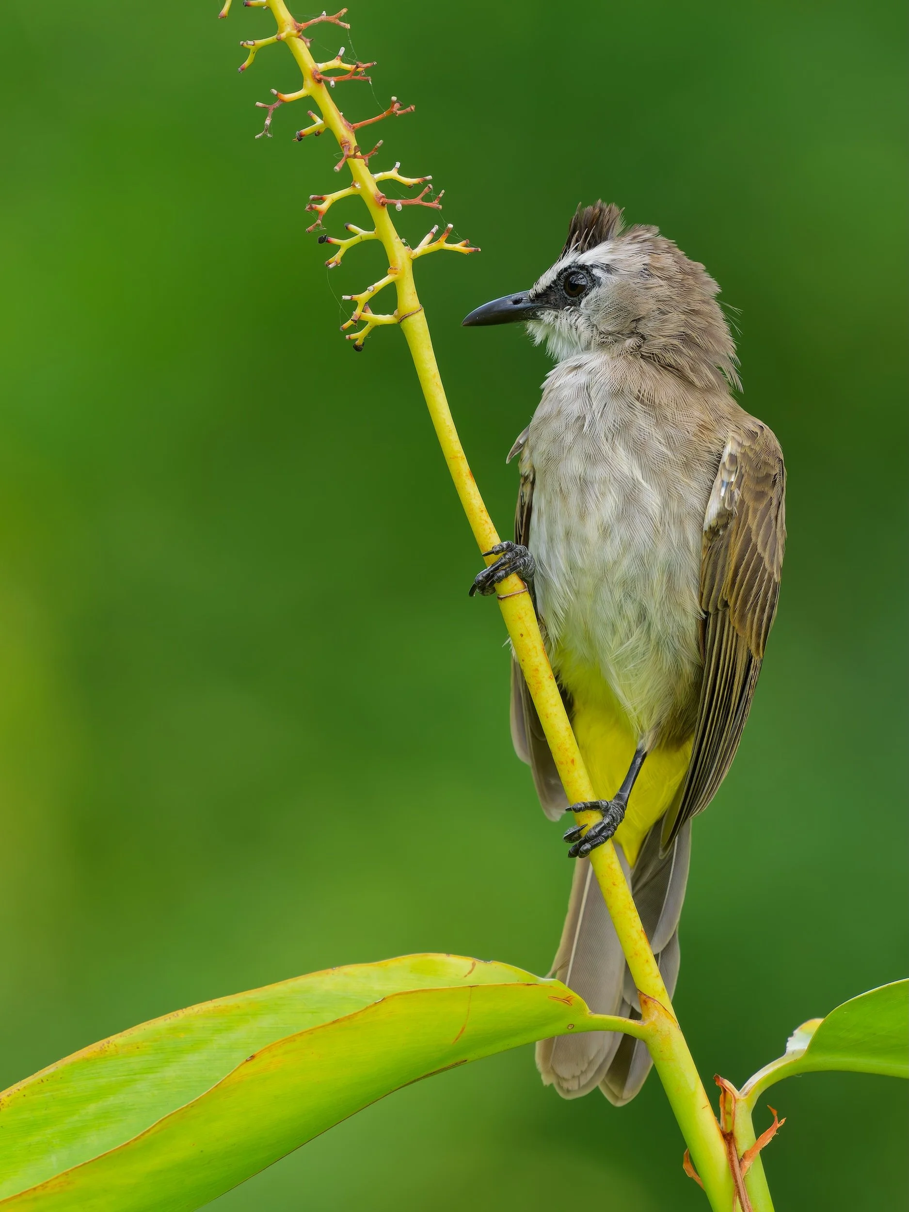 recent work Yellow-vented Bulbu