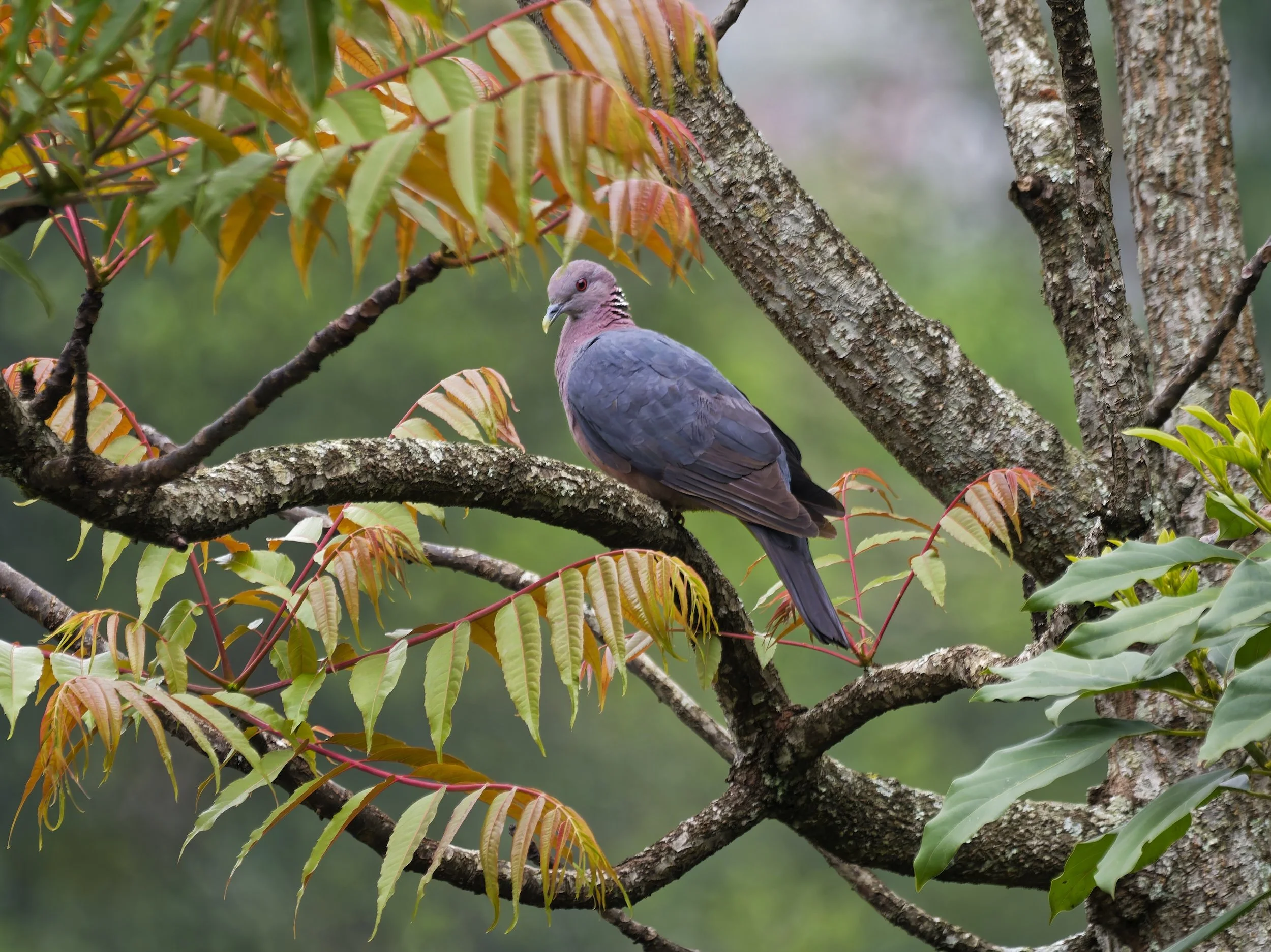 birds