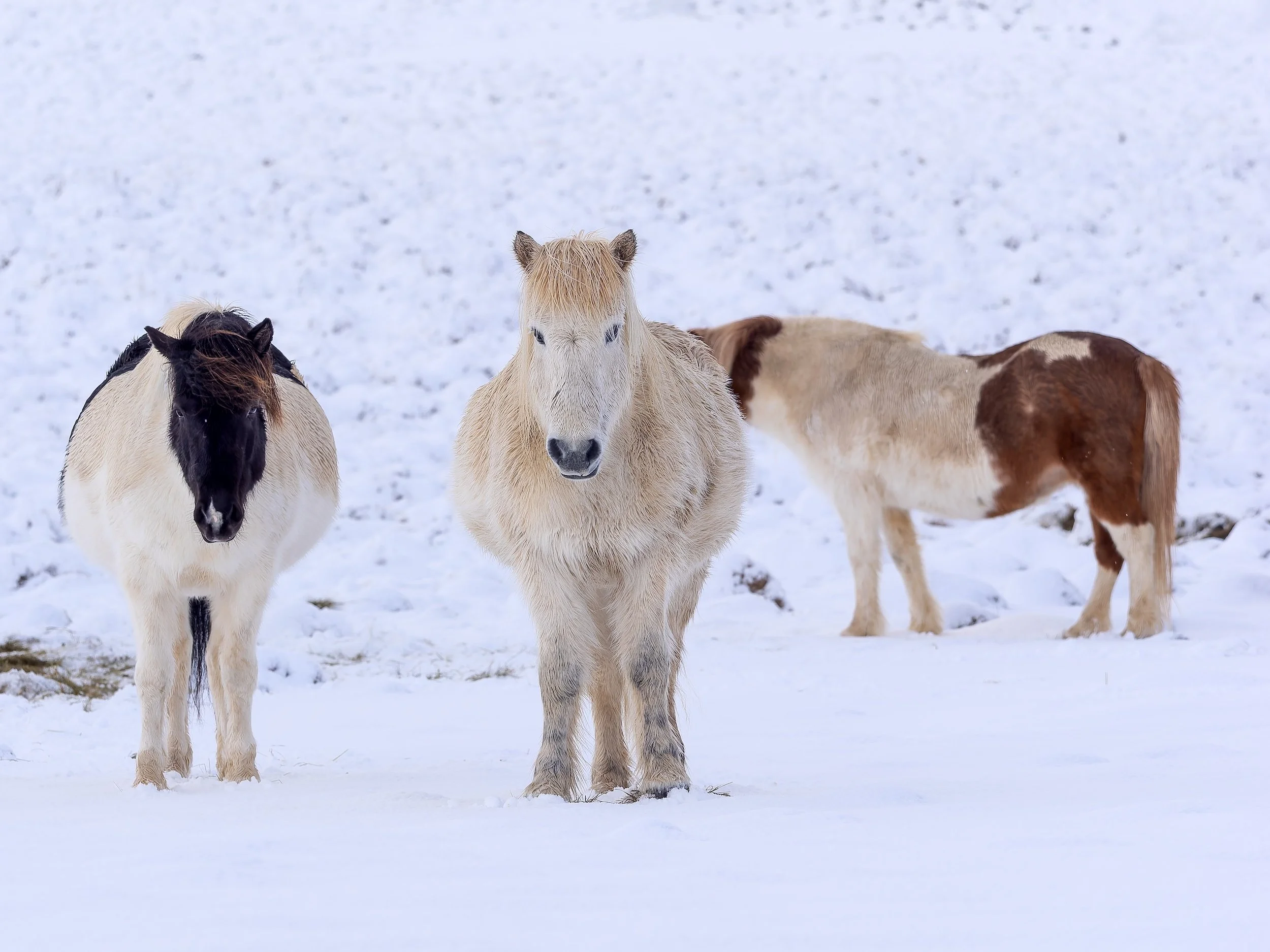 icelandic horses.jpg