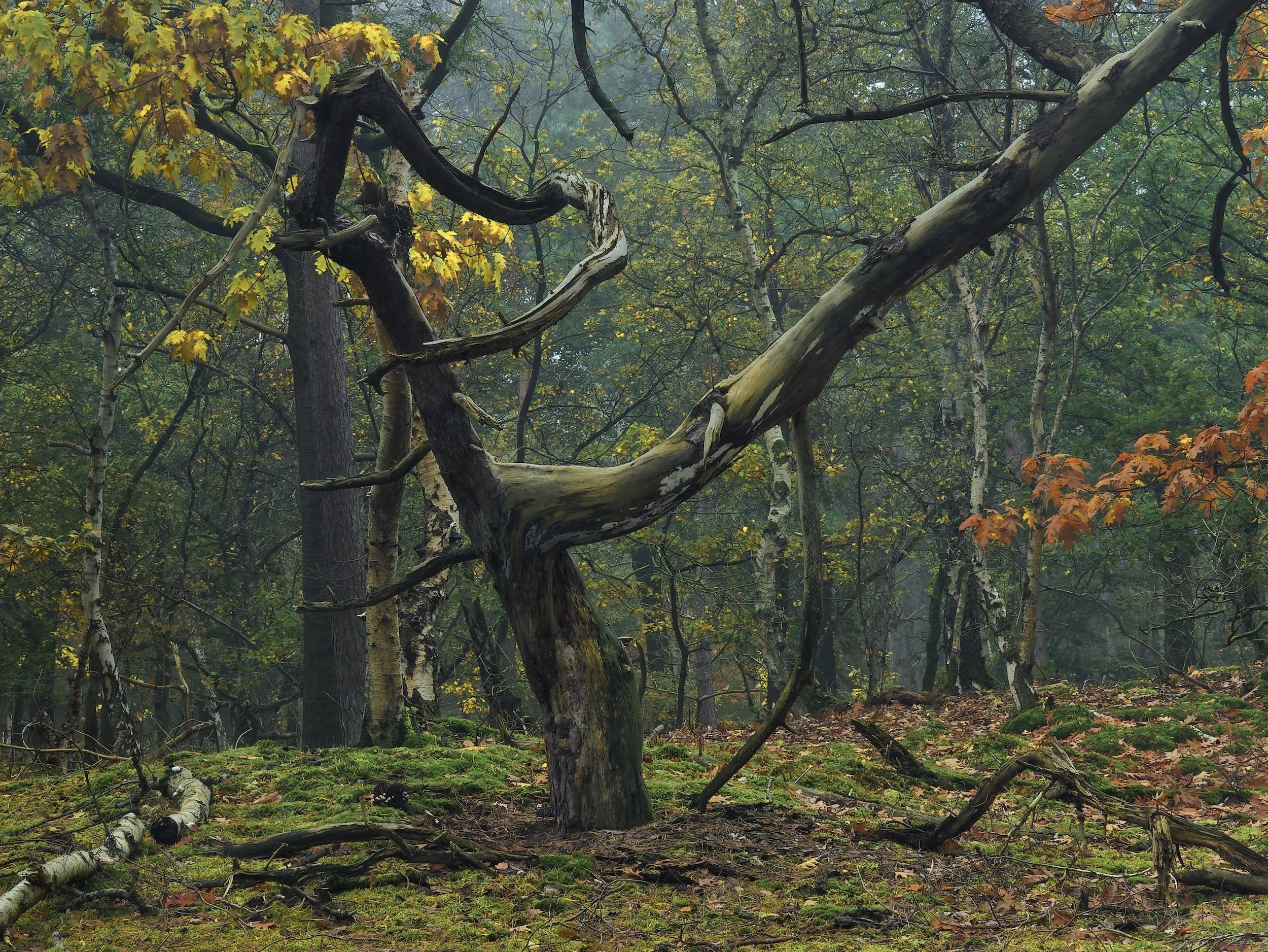 woodscape
