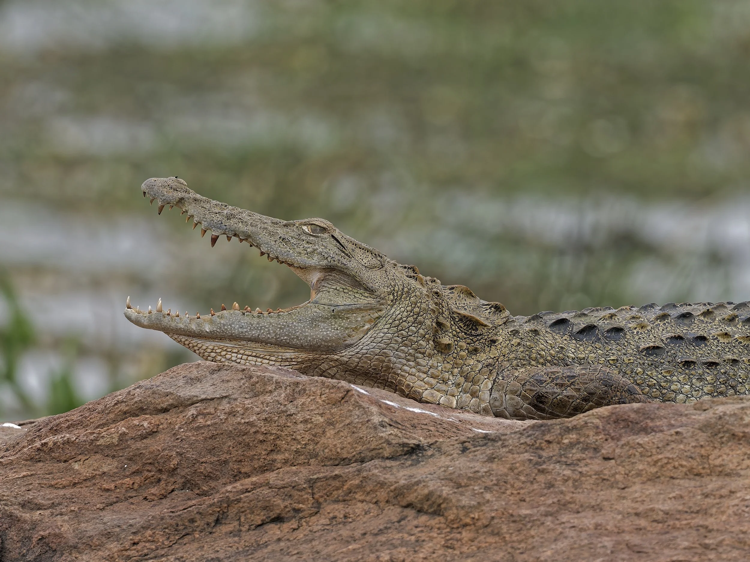 Wildlife general