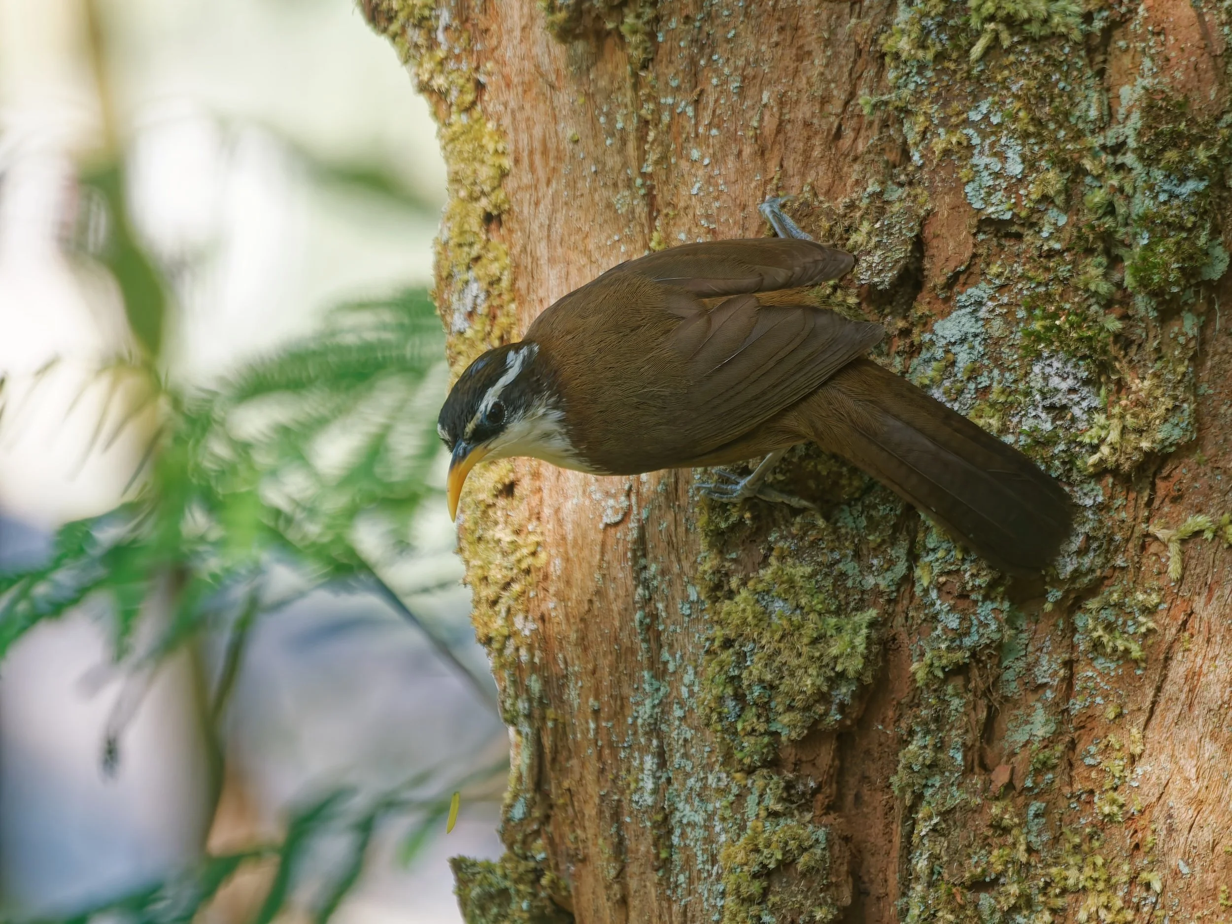 Birds Scimitar Babbler