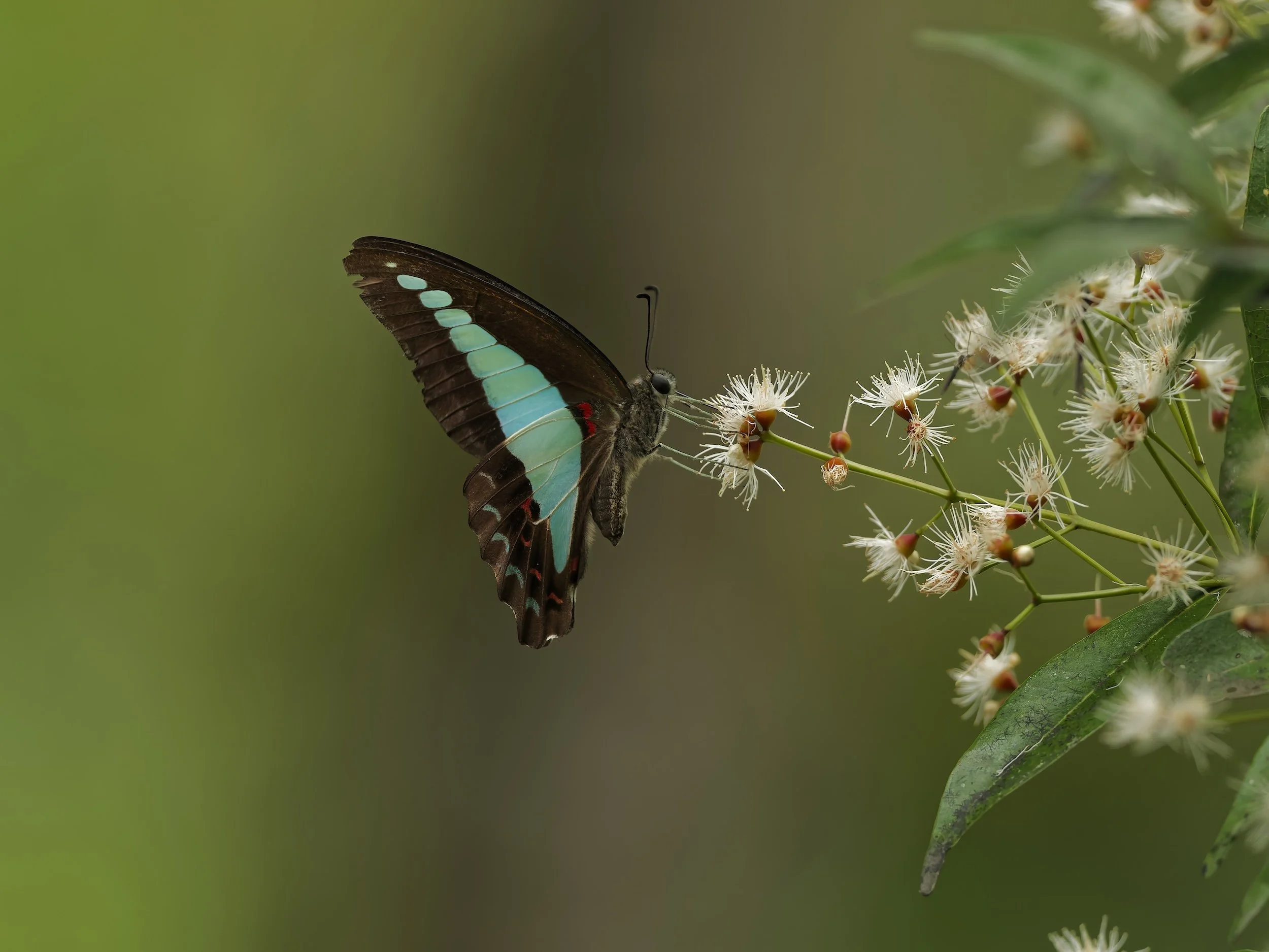Wildlife