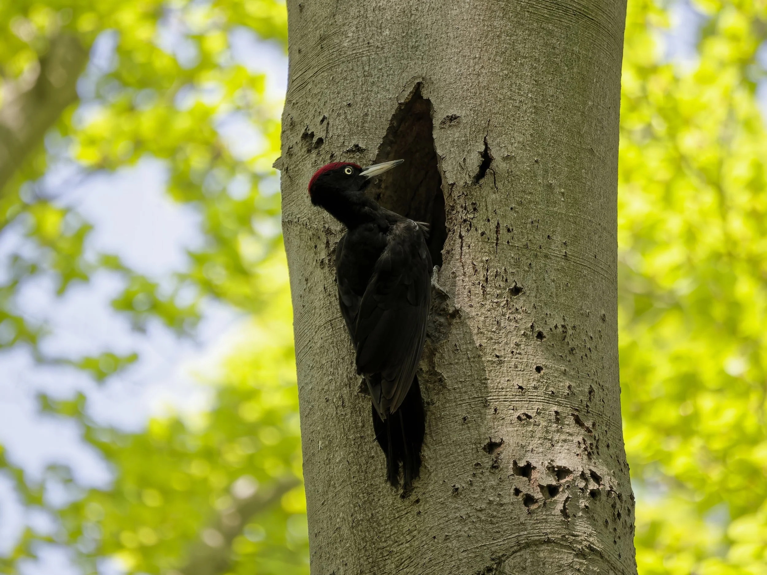 birds